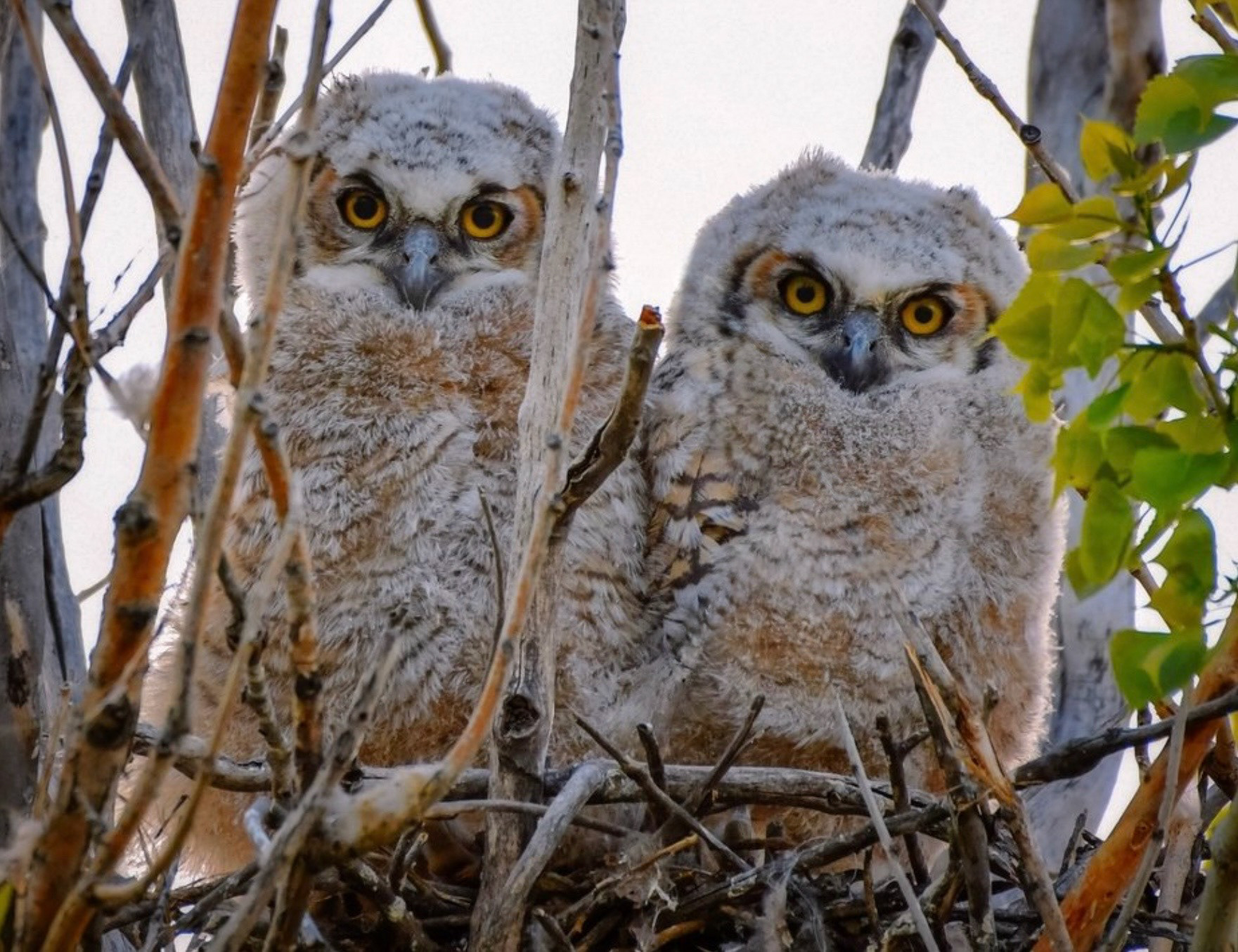 Great Horned Owlets
