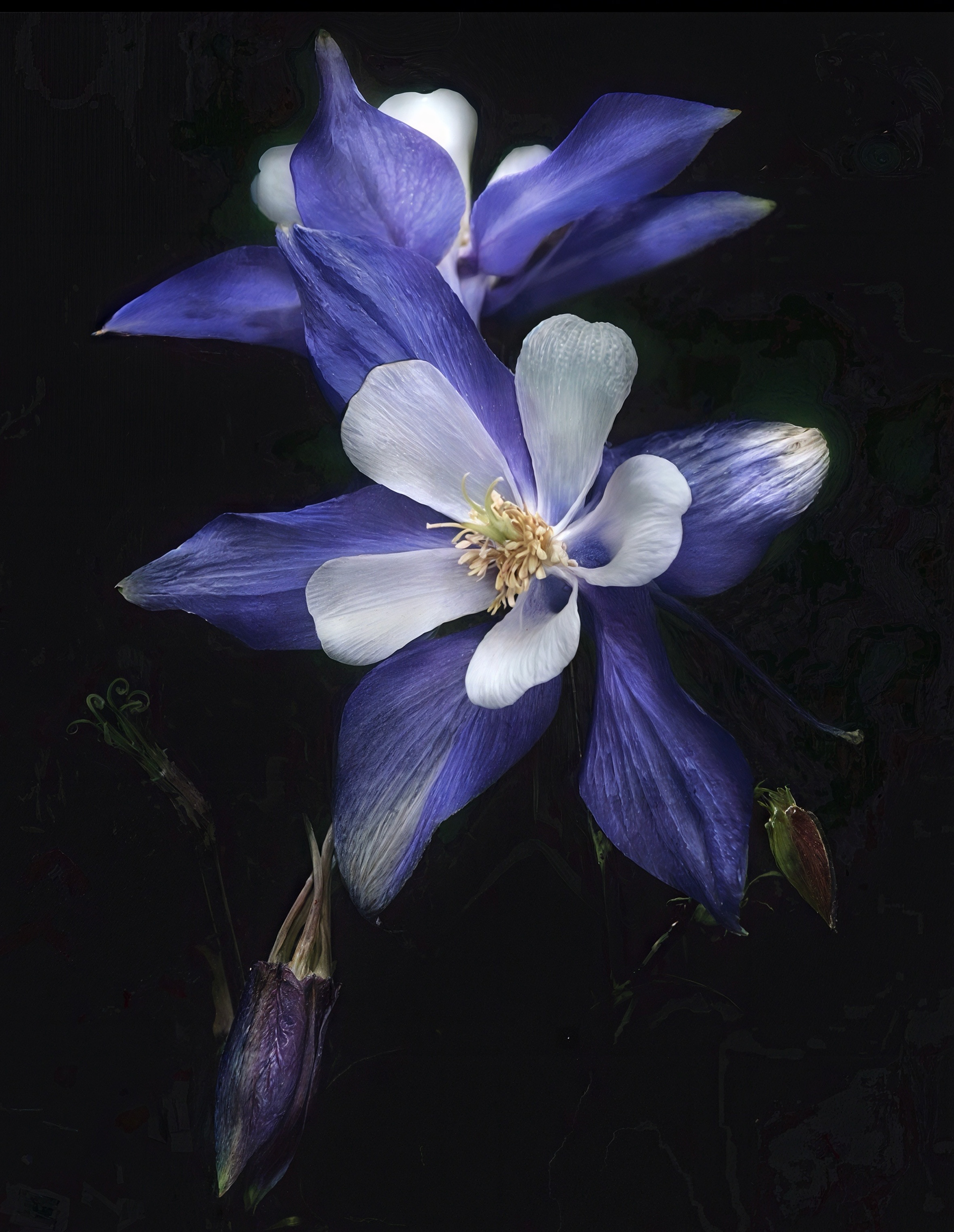 Columbine, Colorado