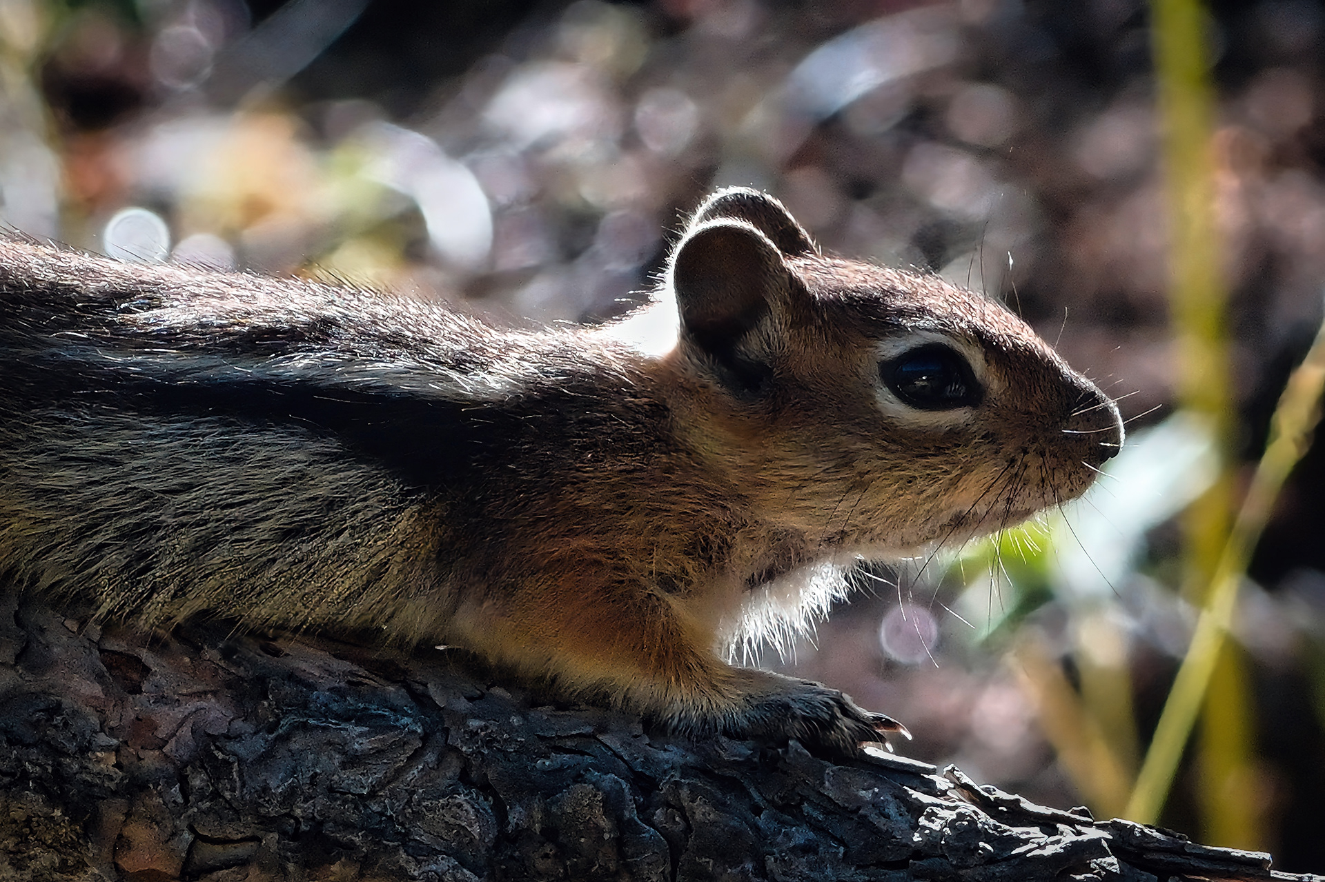 Golden Mantled Ground Squirrel