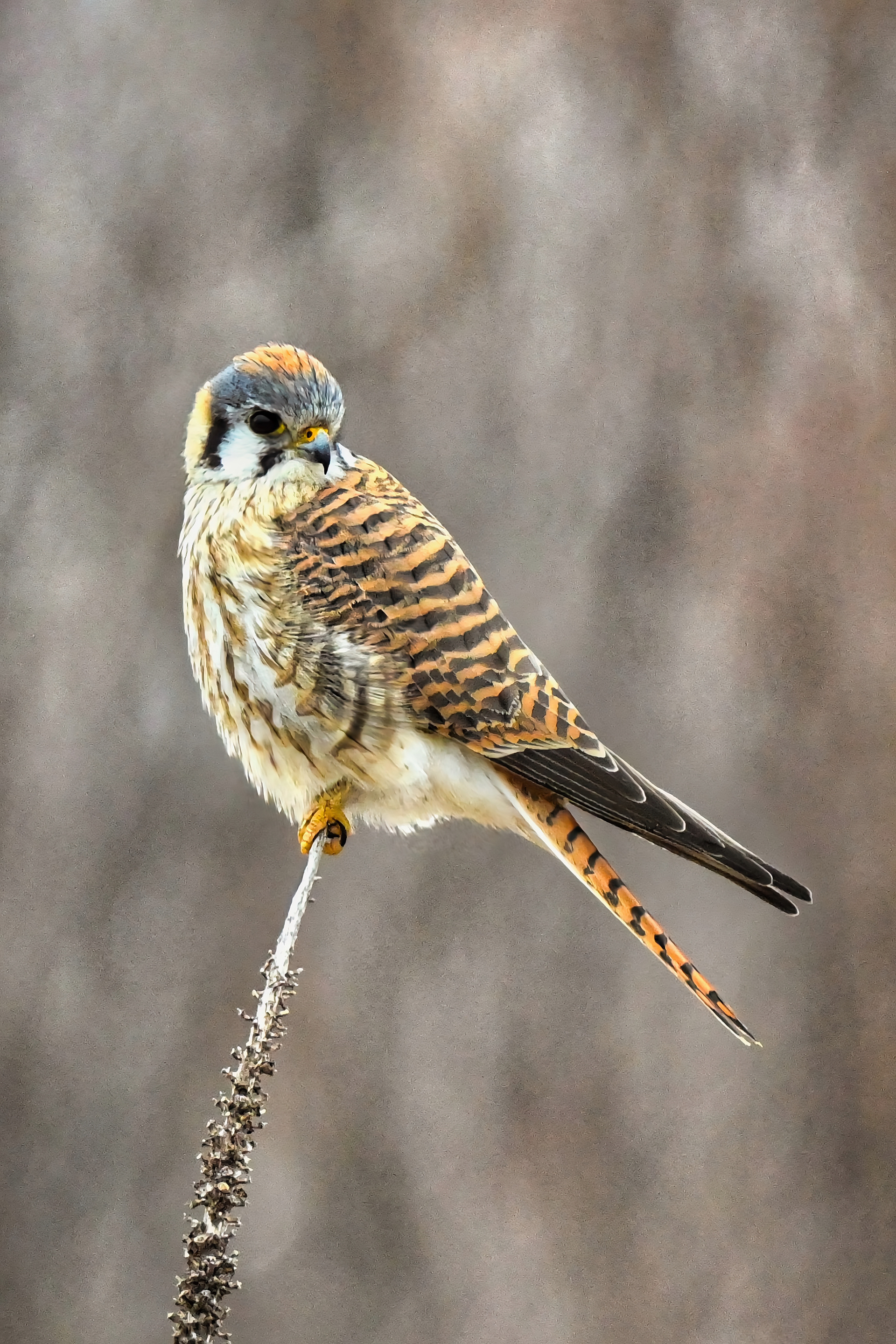 American Kestrel