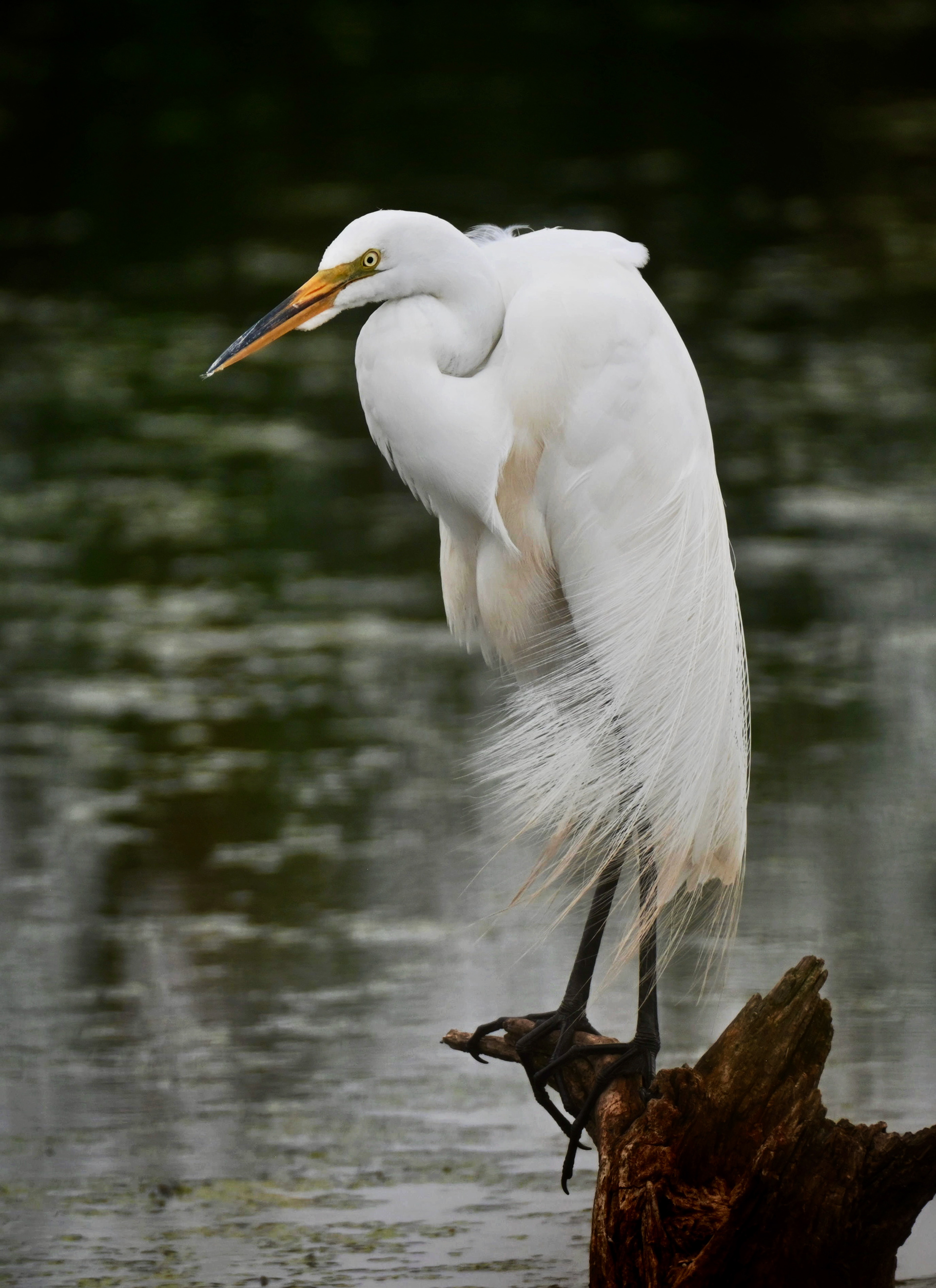 Snowy Egret