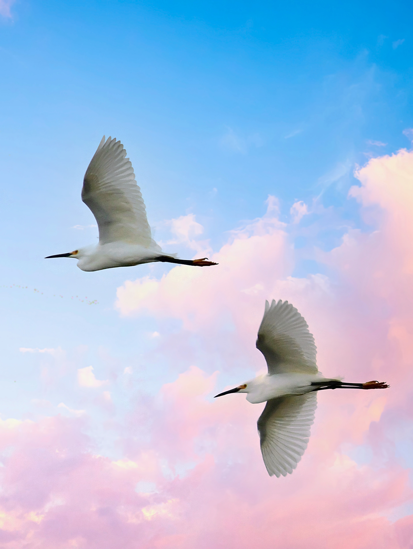 Snowy Egrets