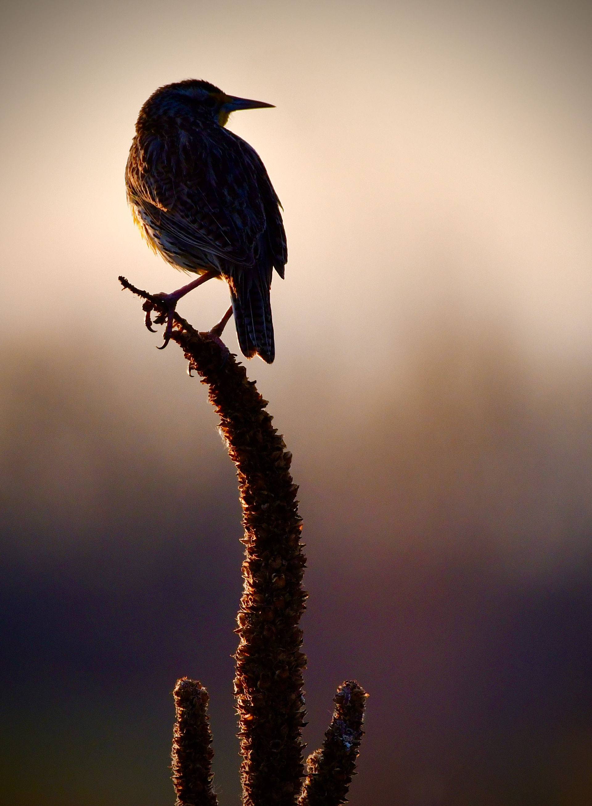 Western Meadowlark