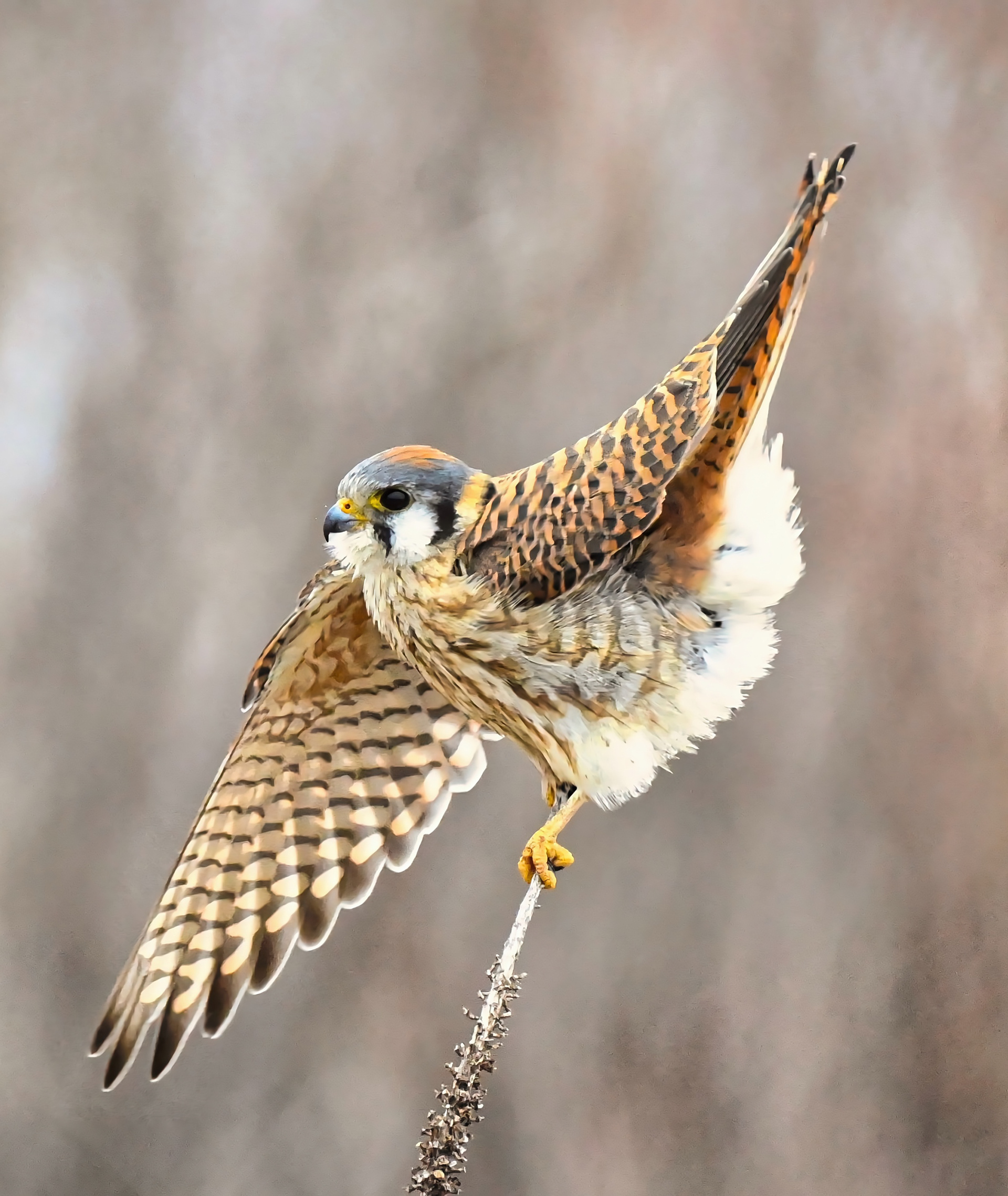 American Kestrel
