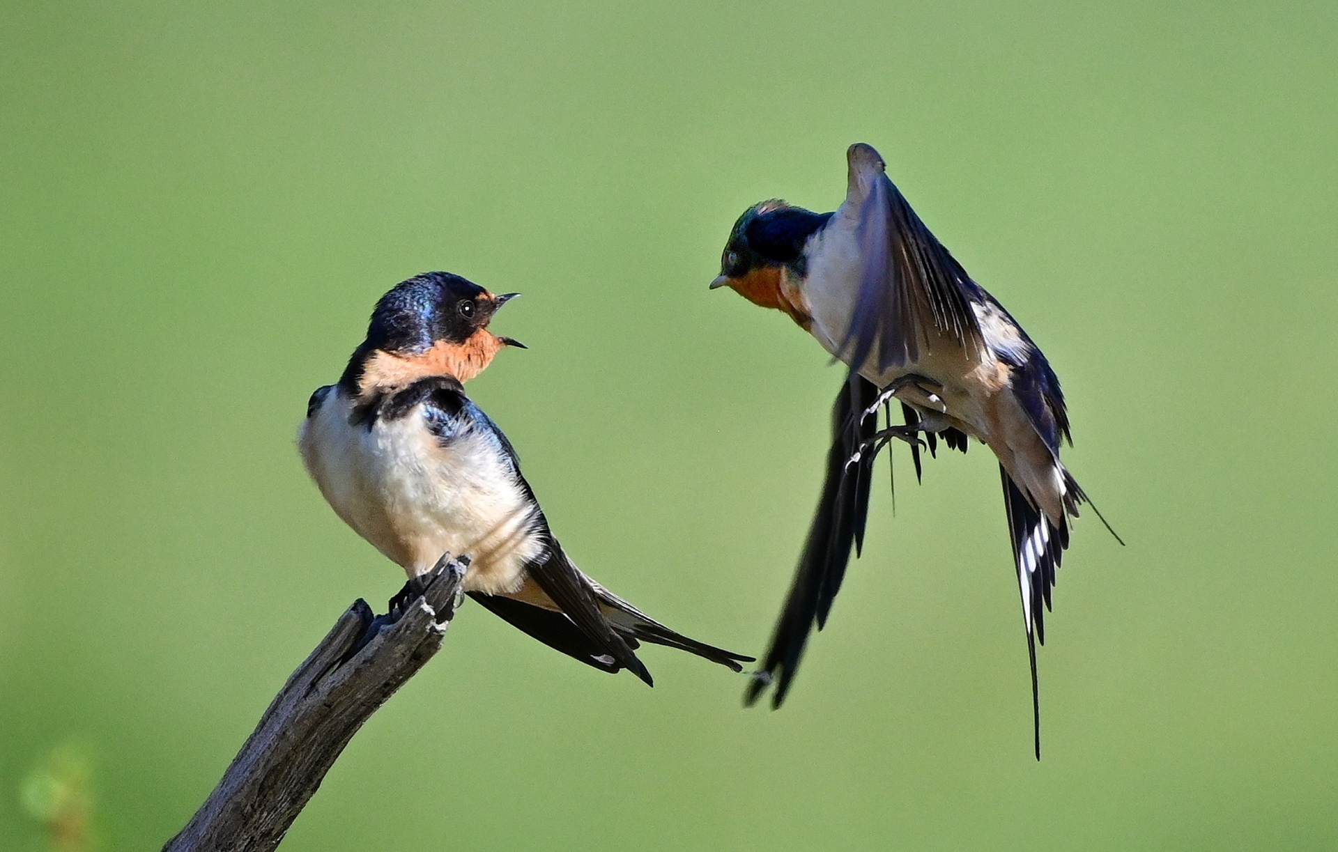 Barn Swallows
