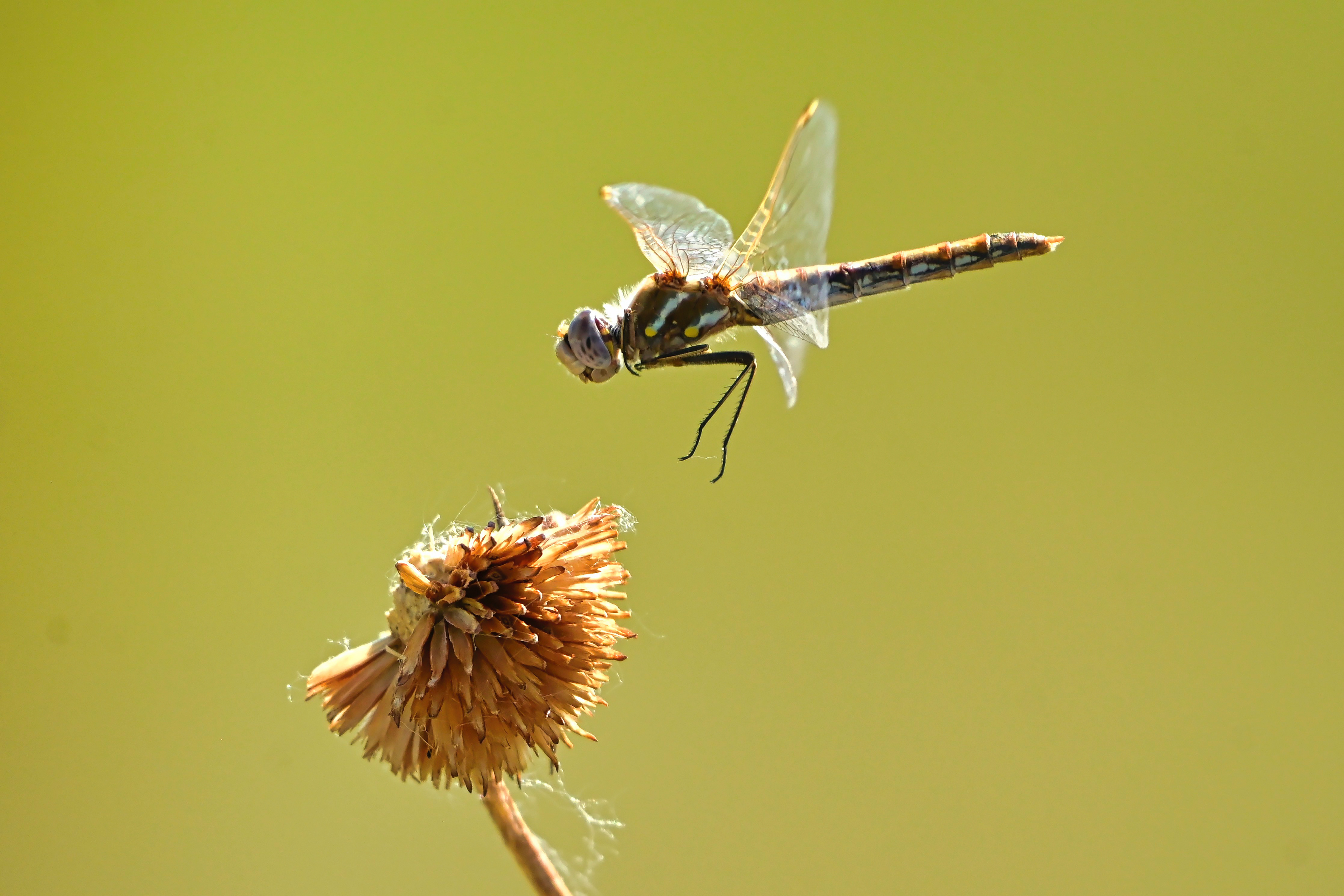 Variegated Meadowhawk
