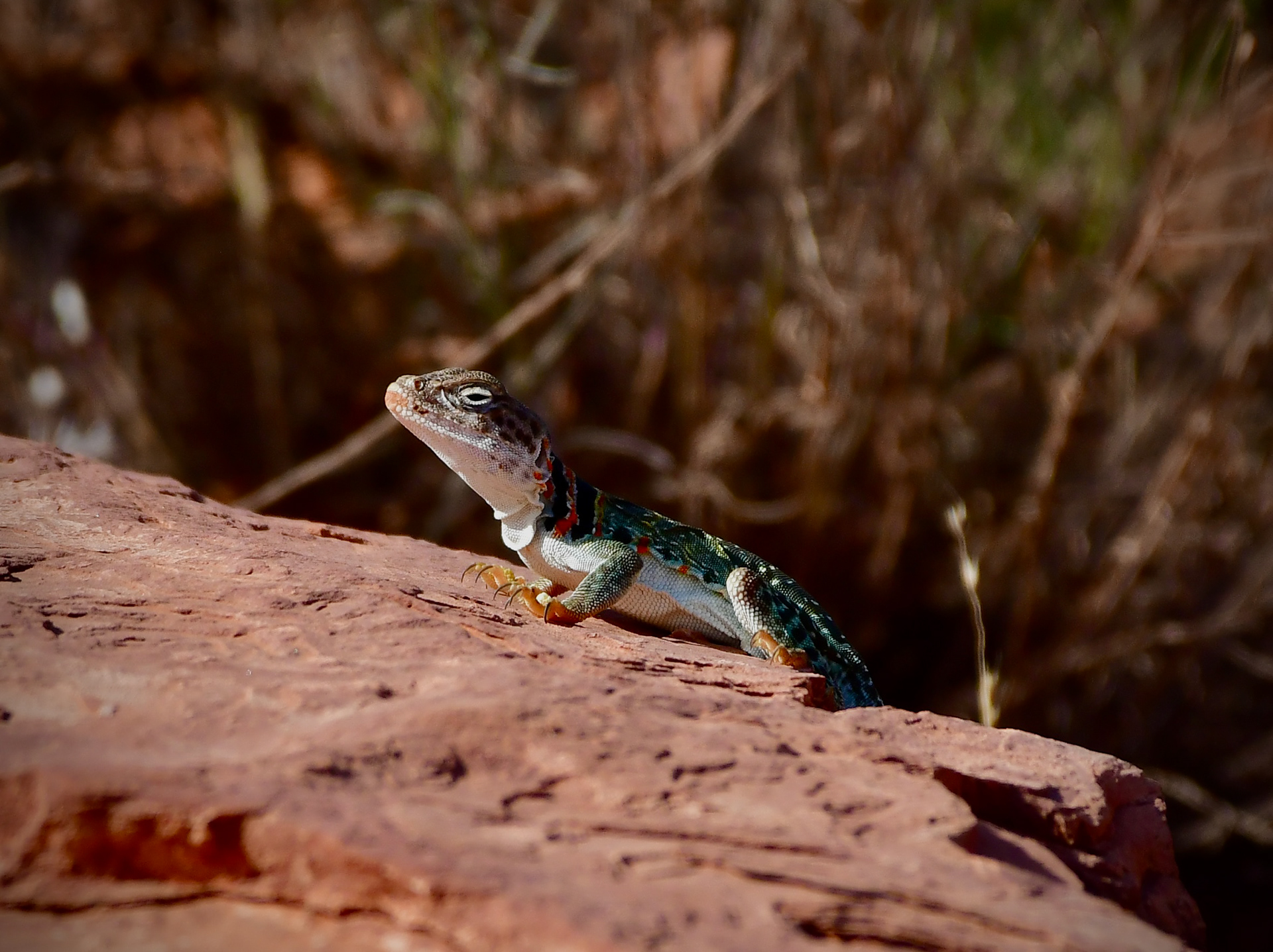 Common Collared Lizard