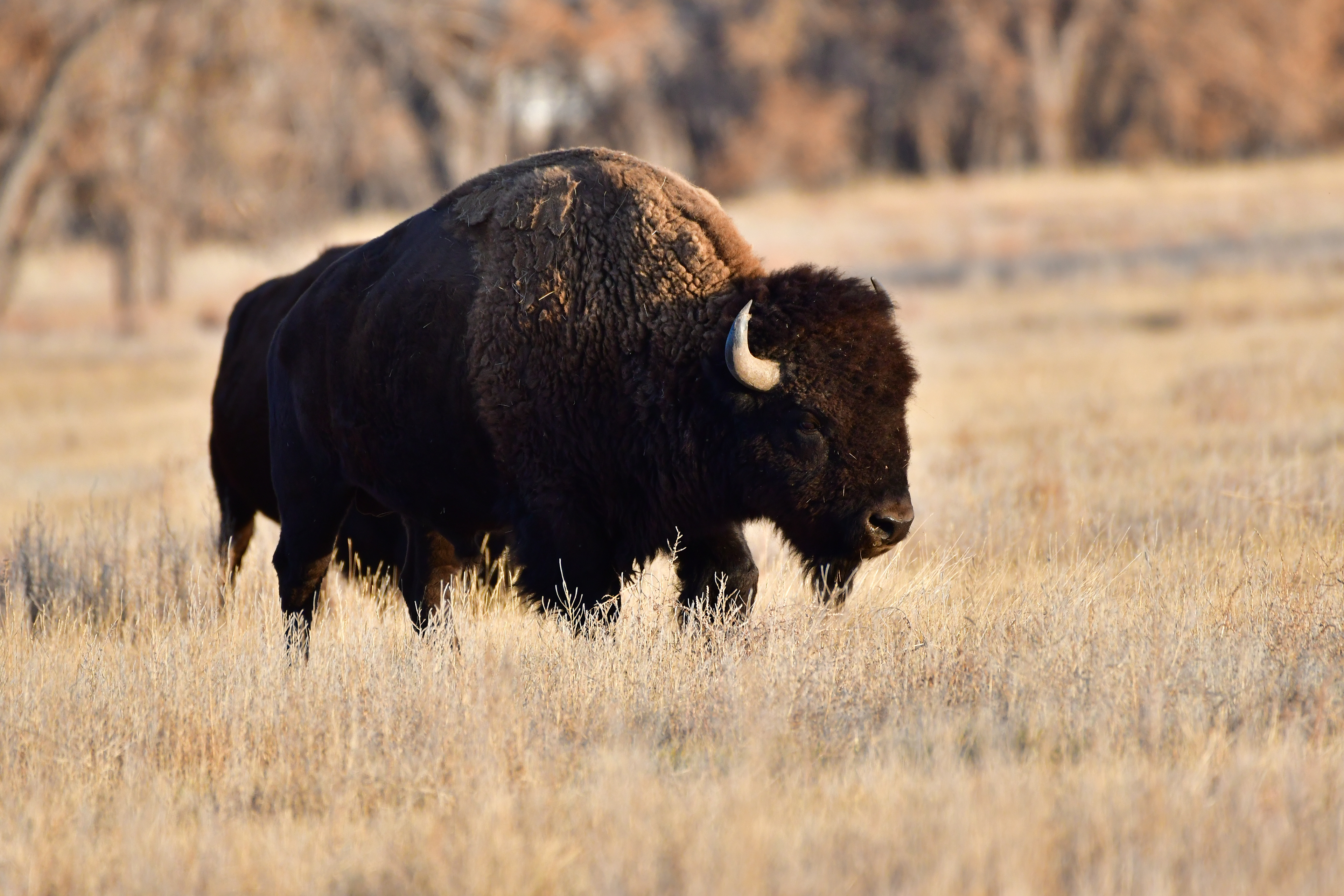 American Bison