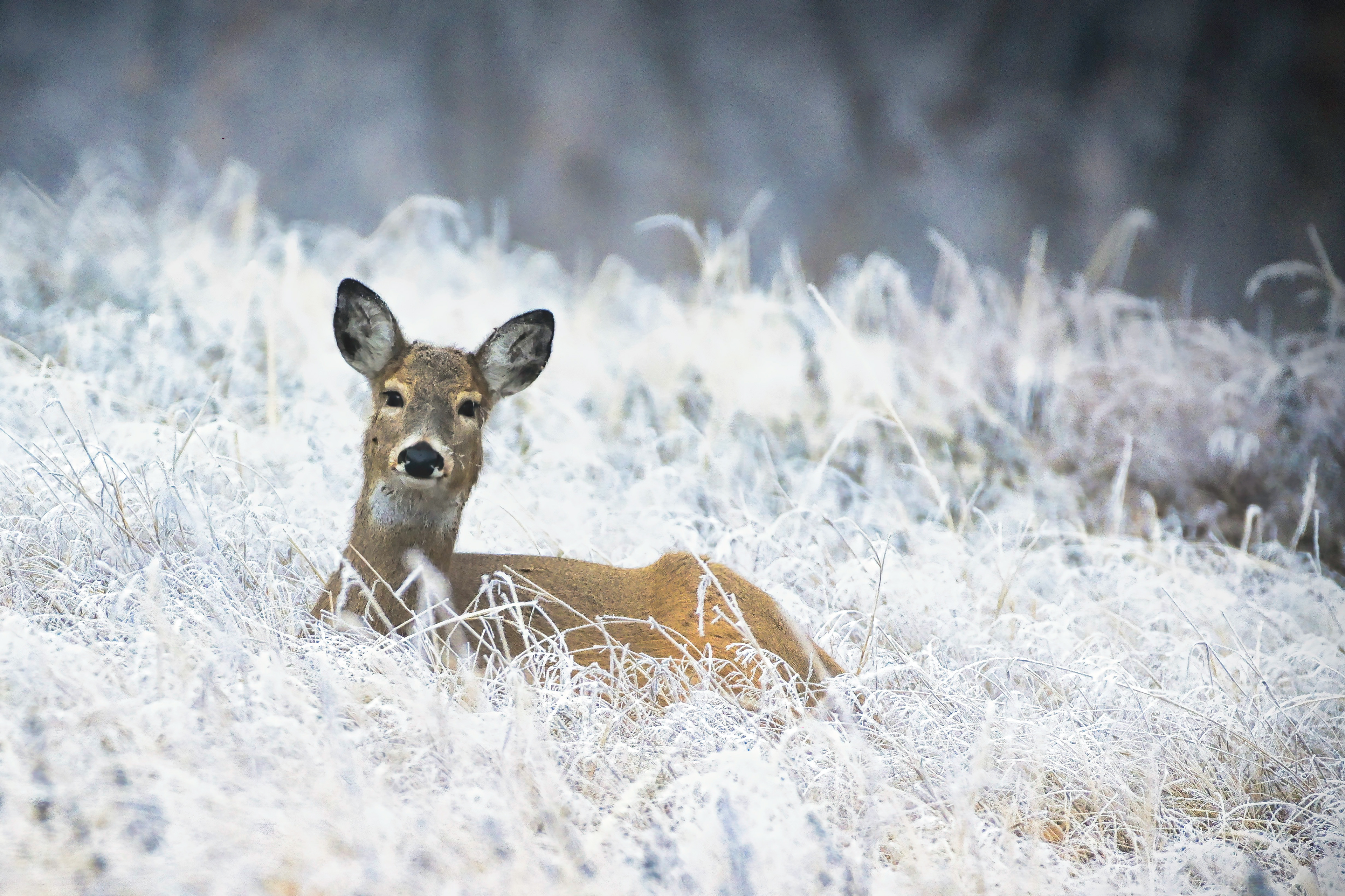 Deer