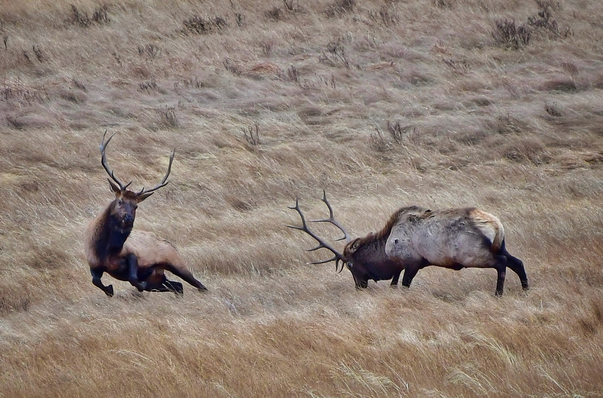 Bull Elks