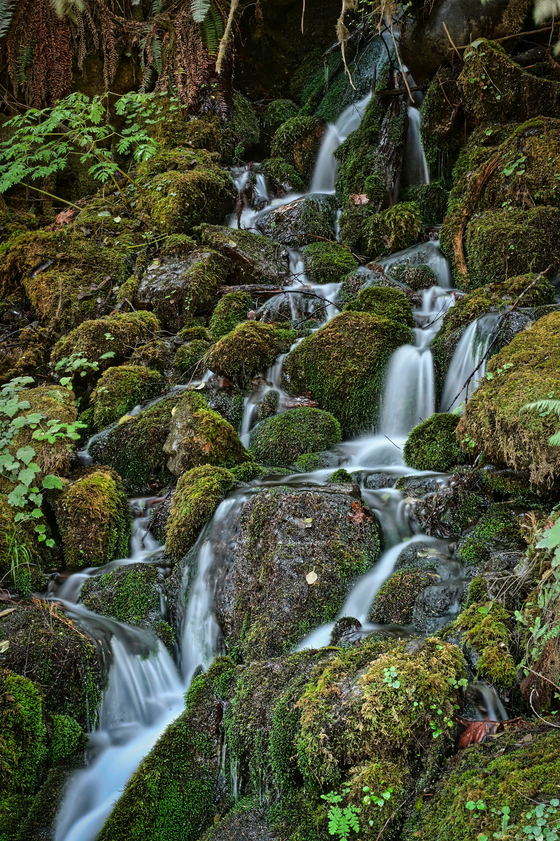 Olympic National Park, Washingtonon