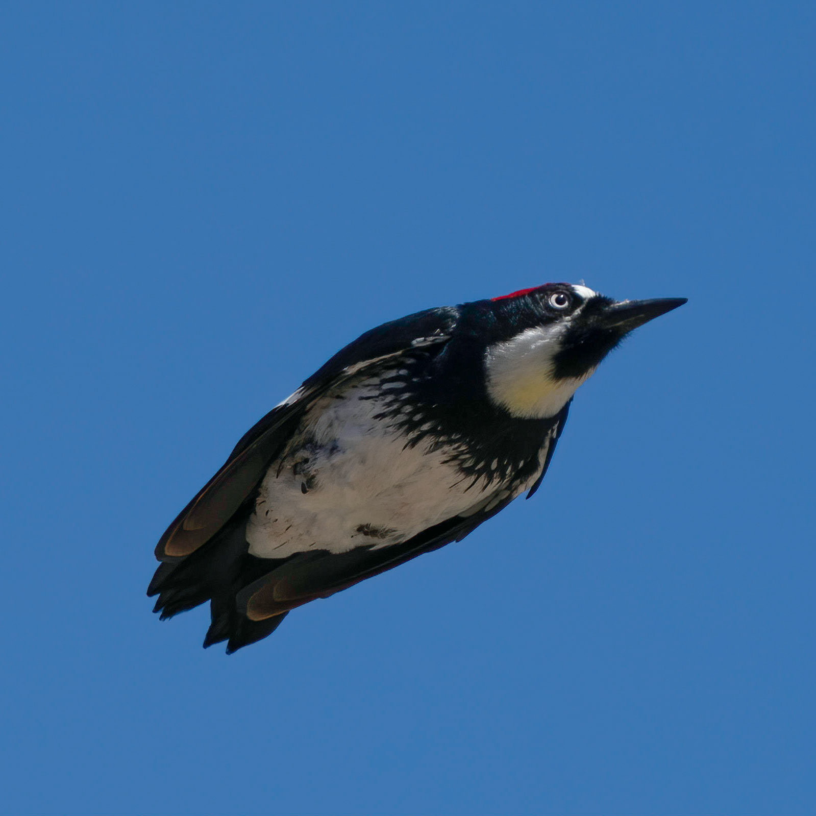 Acorn Woodpecker
