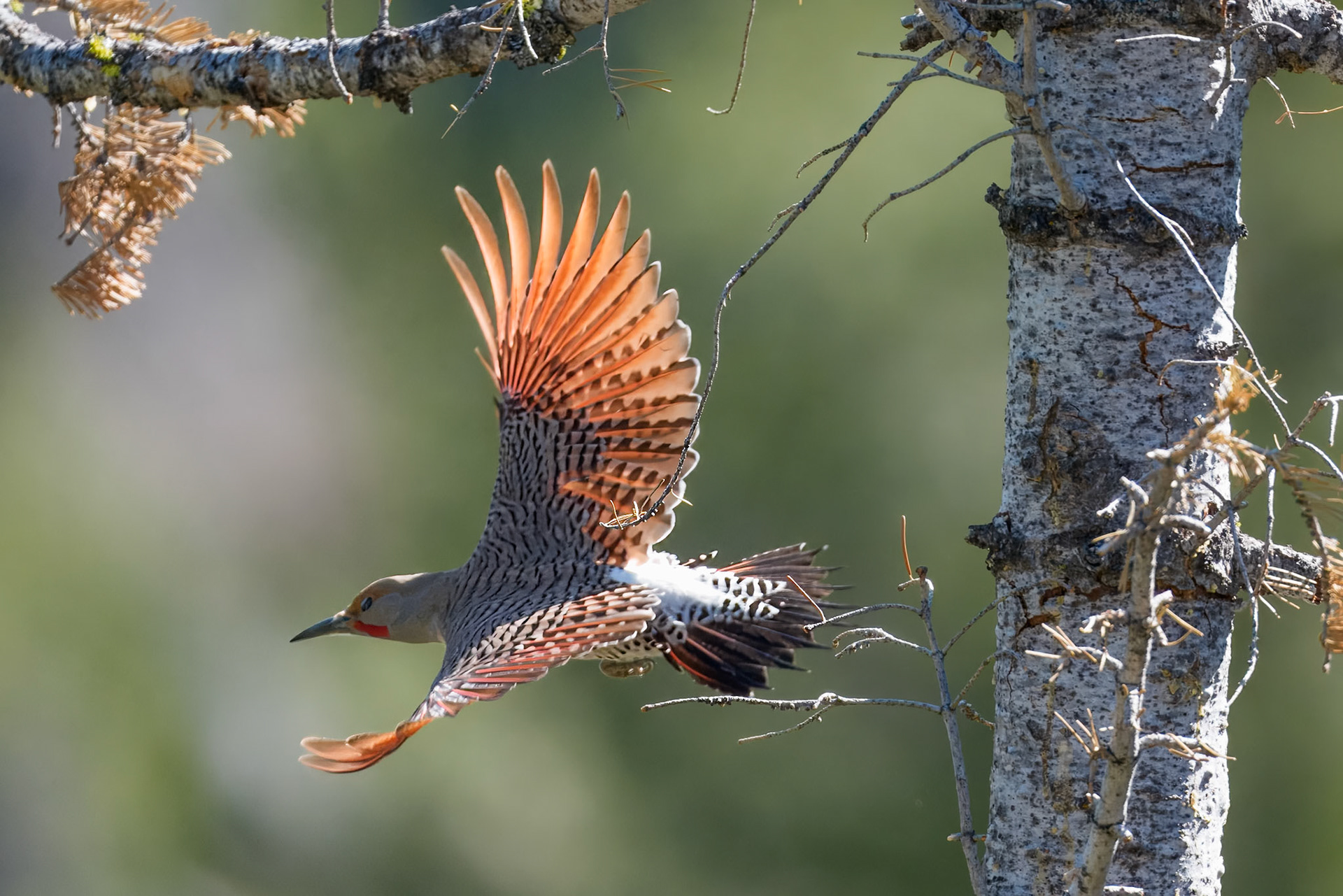 Flicker - Alpine Meadows, CA