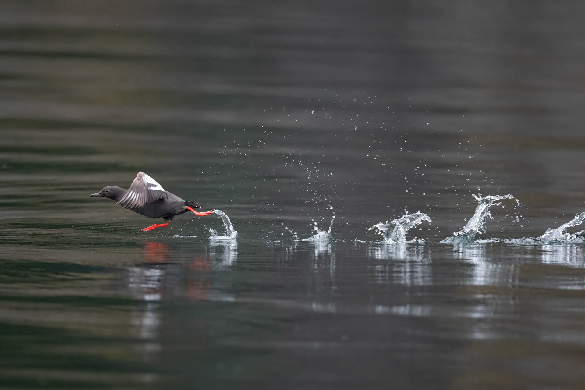 Pigeon Guillemot - BC, Canada