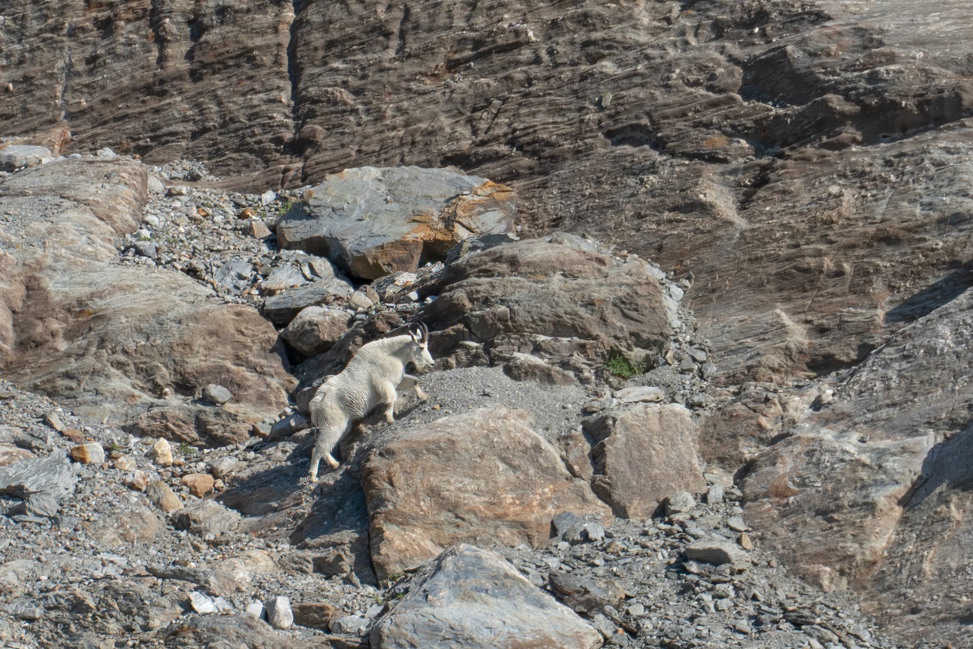 Mountain Goat, BC, Canada