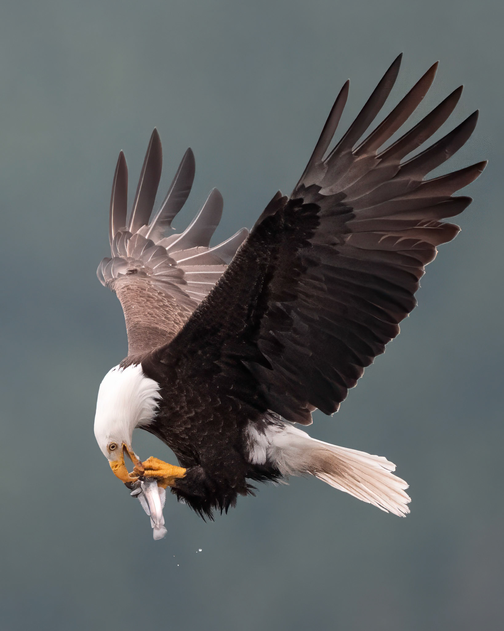 Bald Eagle, BC, Canada