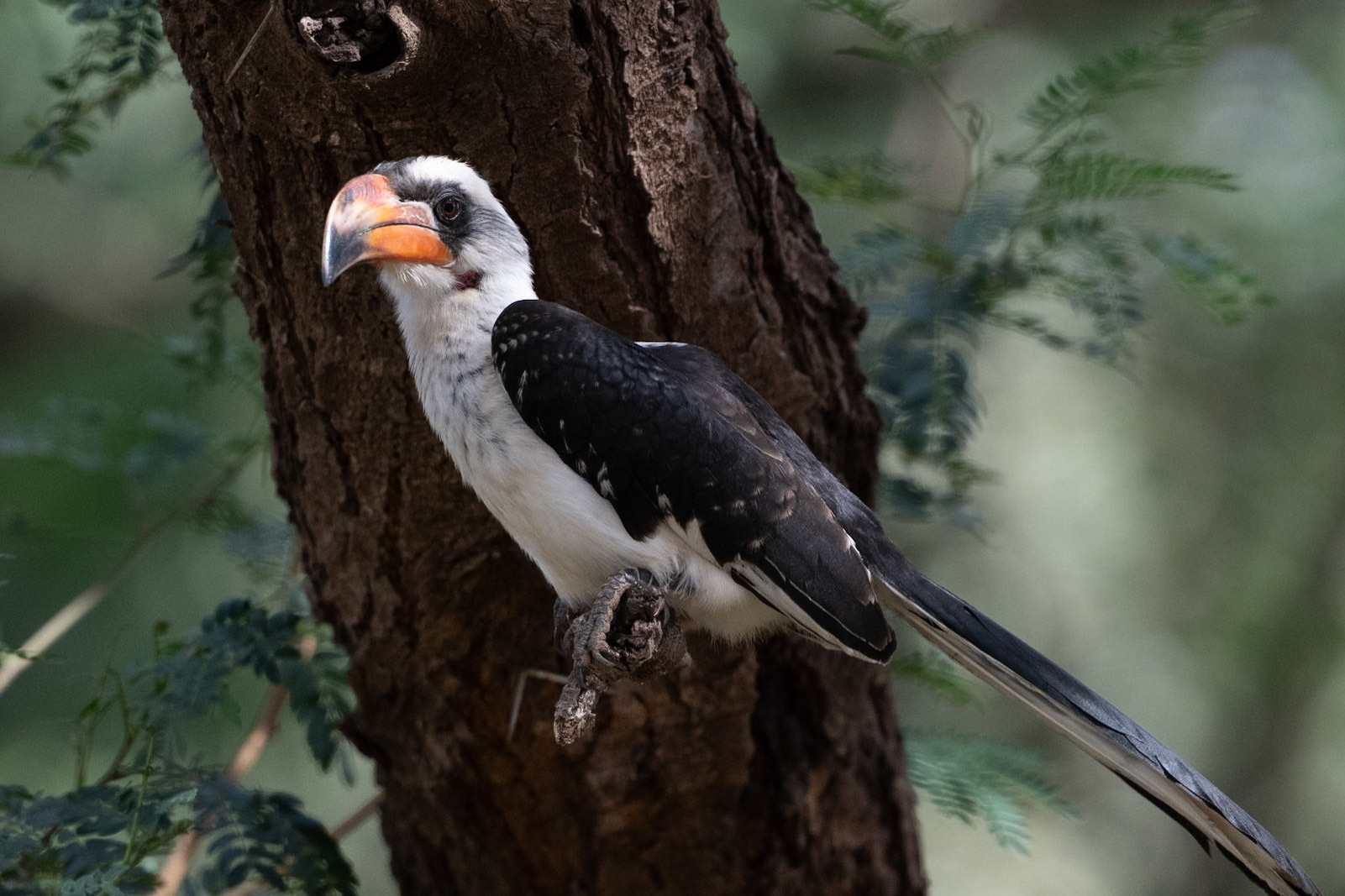 Von der Decken's Hornbill - Kenya
