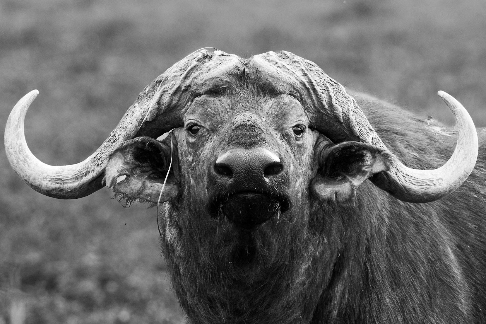 Water Buffalo - Tanzania