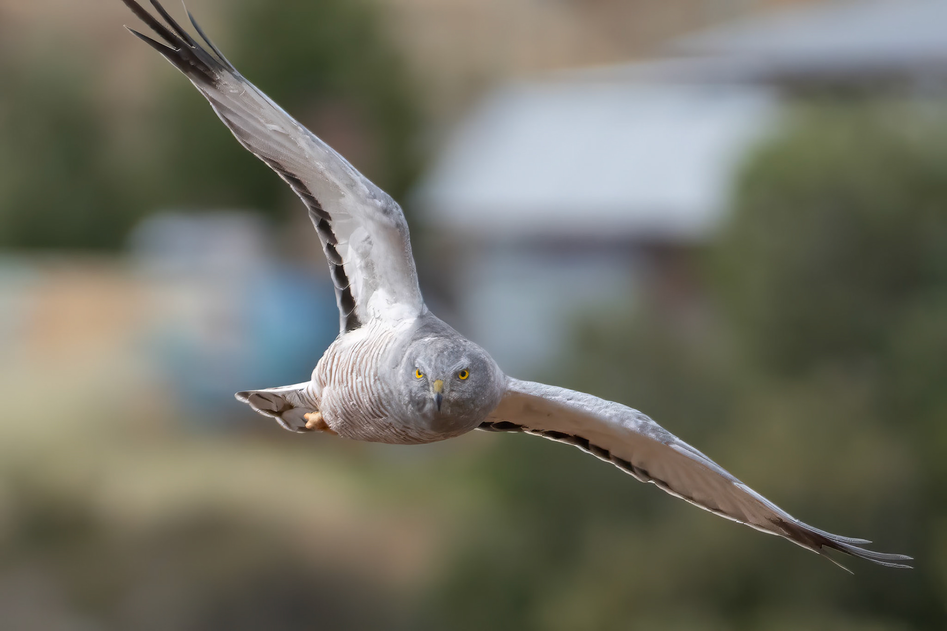 Cinereous Harrier