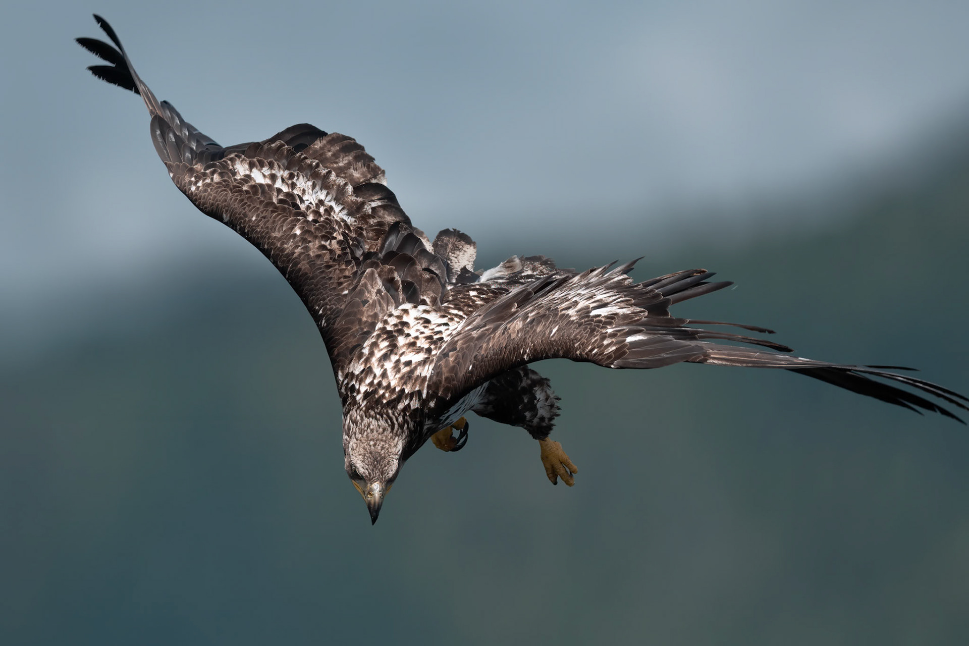 Bald Eagle, BC, Canada