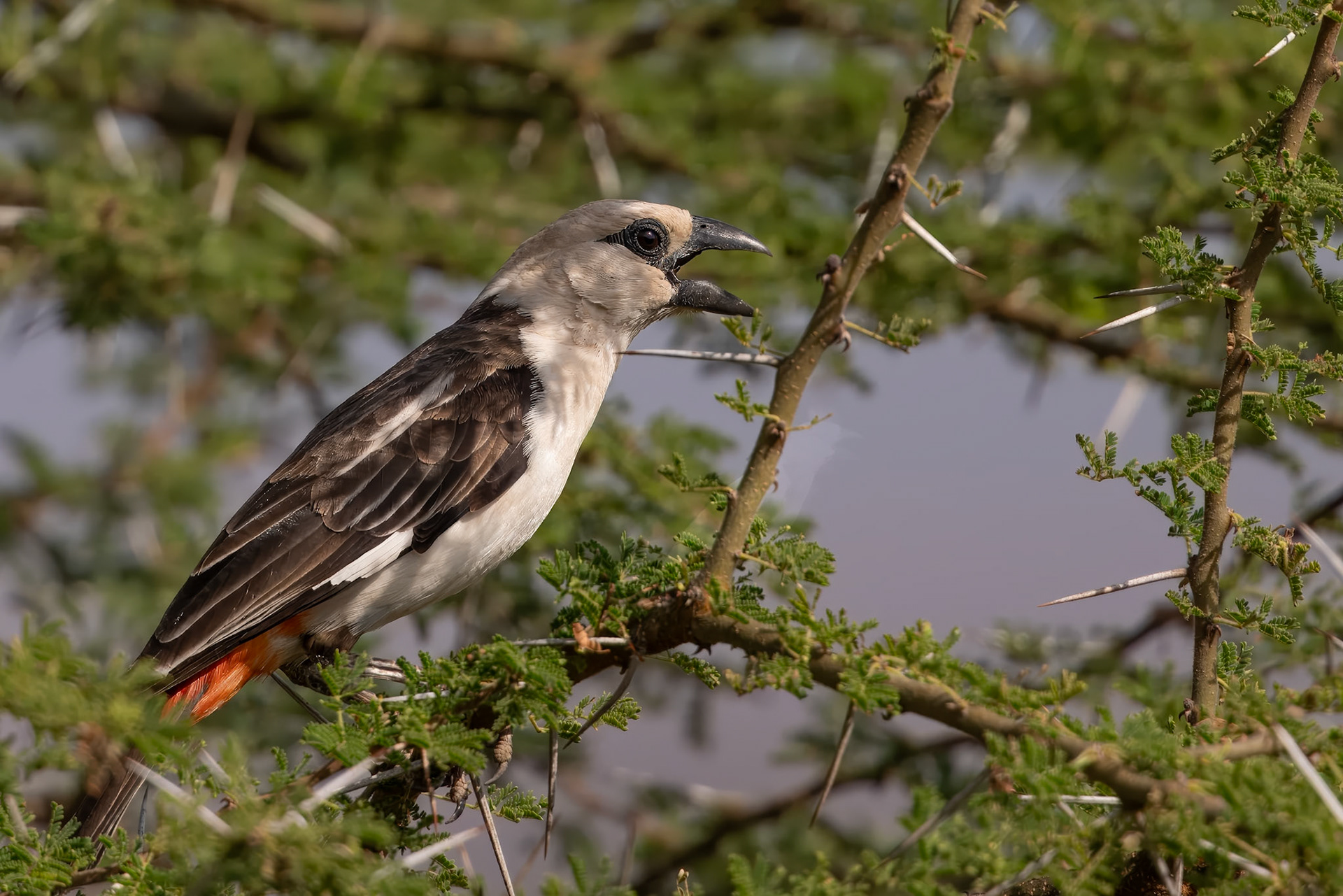 White-headed Buffalo-Weaver - East Africa