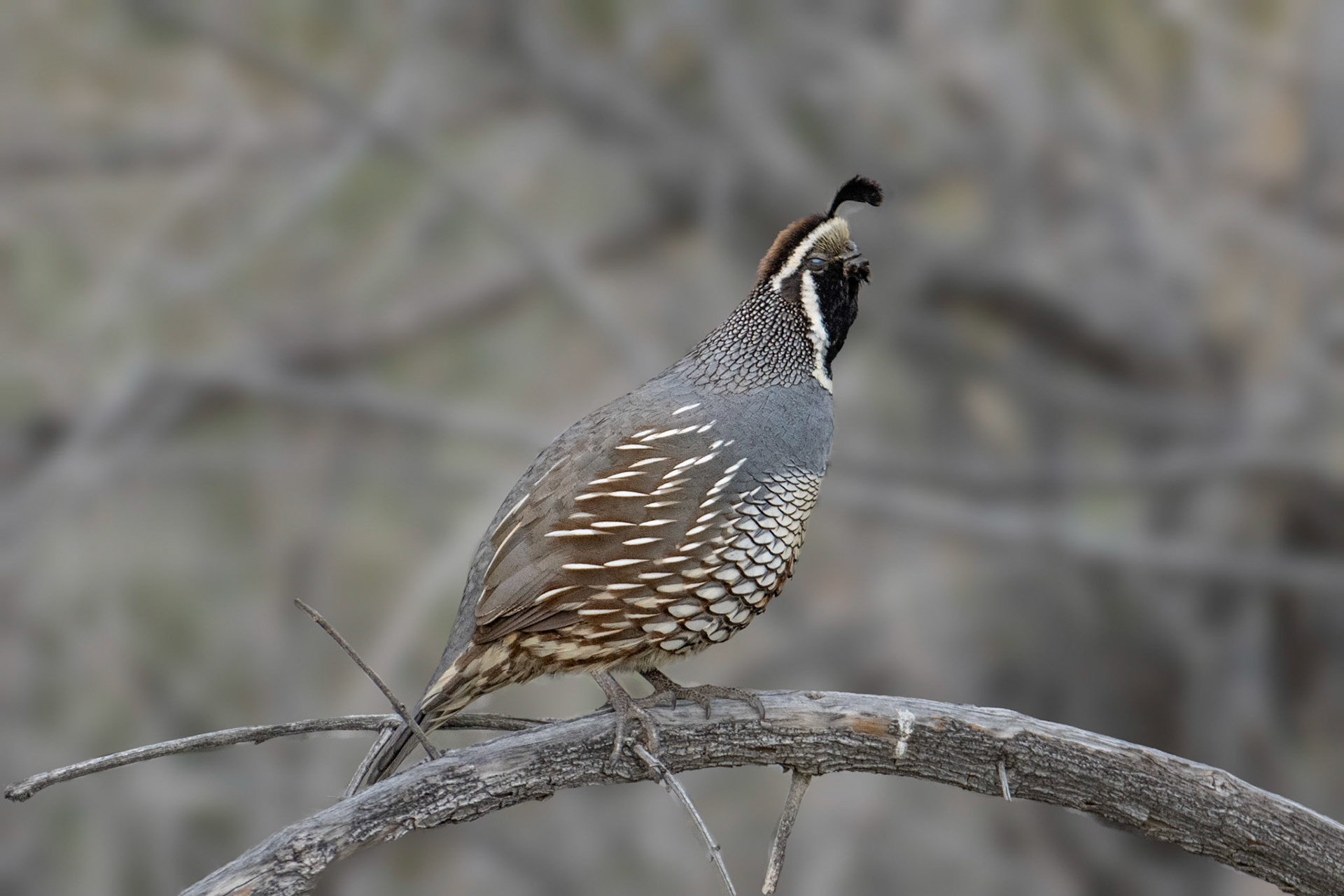 Desert Quail, Borrego Springs
