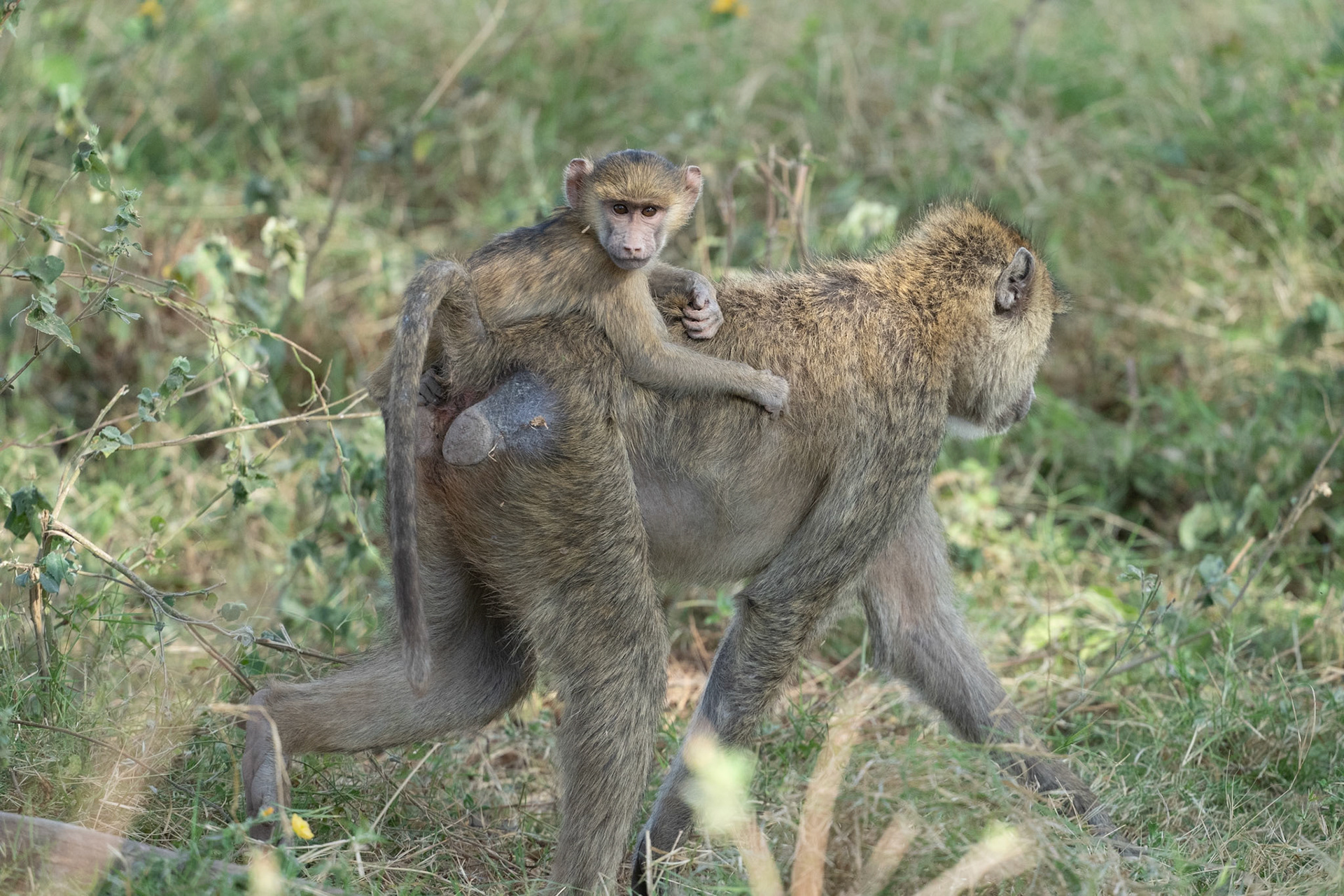 Baboon - East Africa