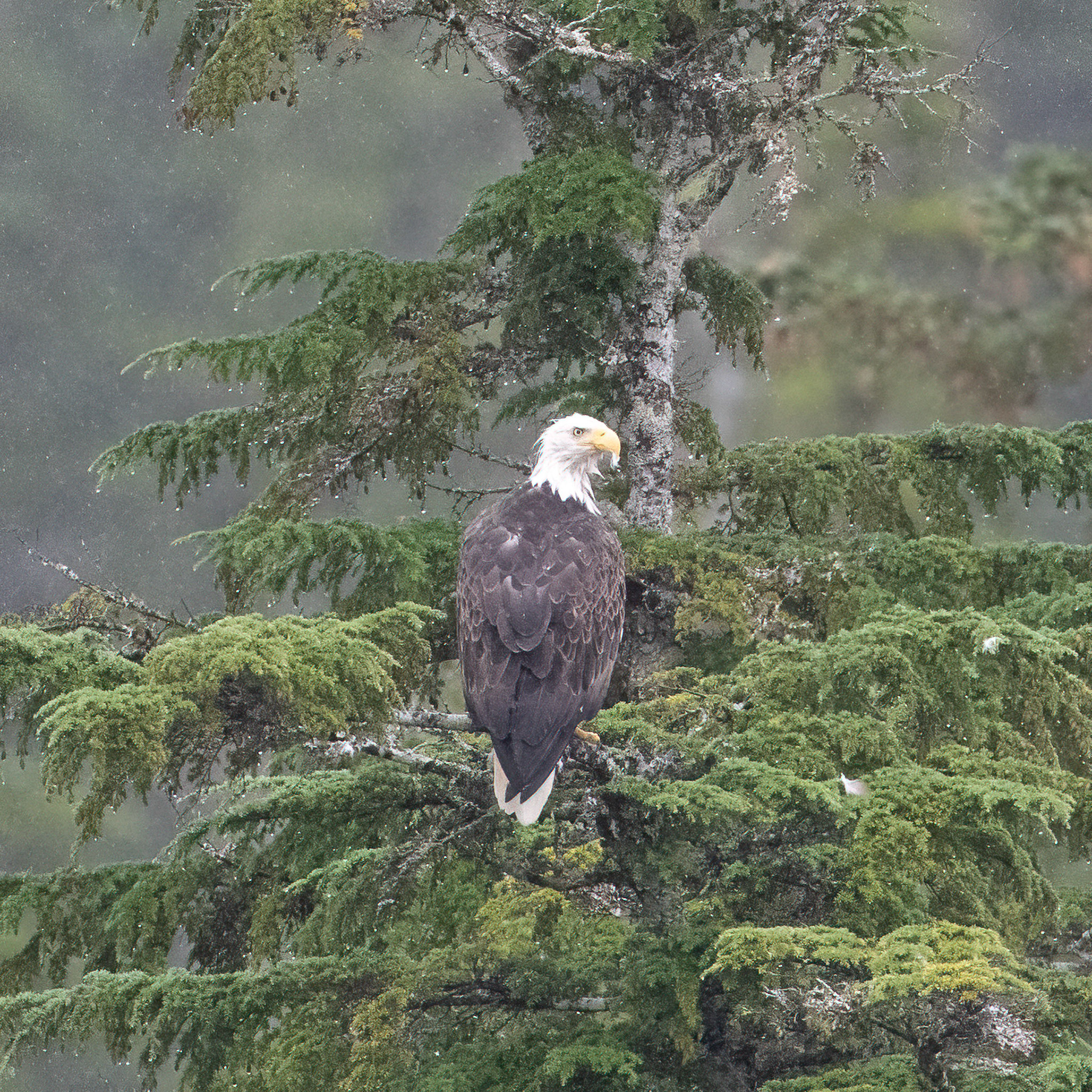 Bald Eagle