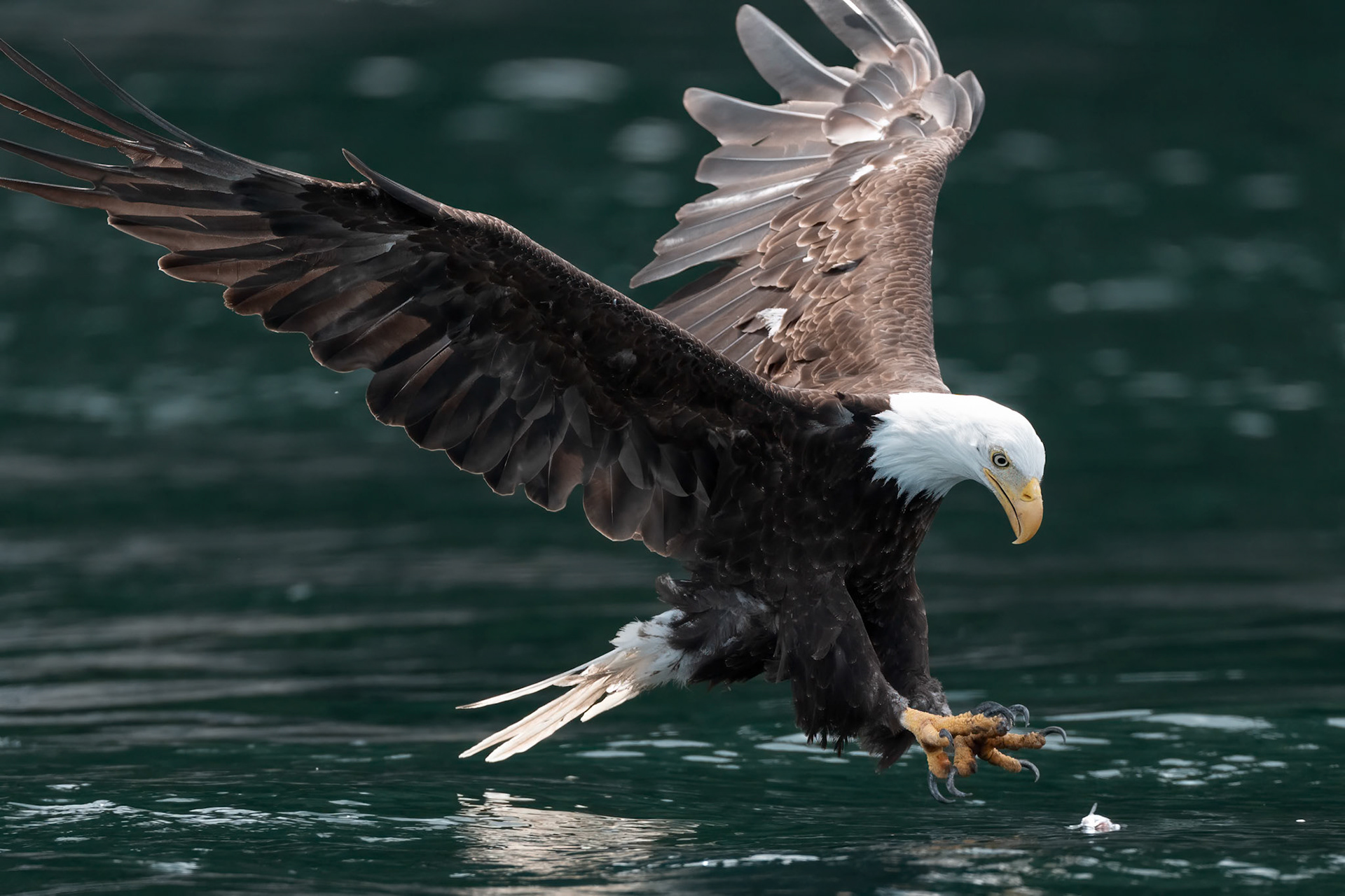 Bald Eagle - BC, Canada