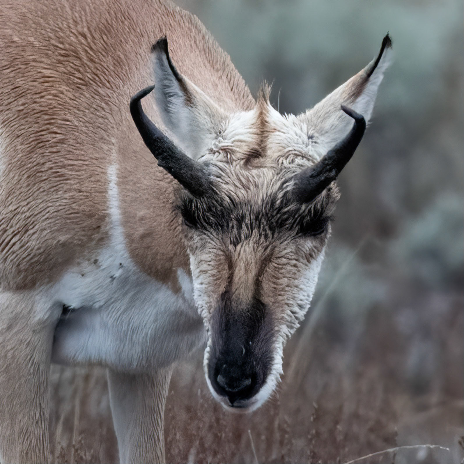Pronghorn - Grand Teton