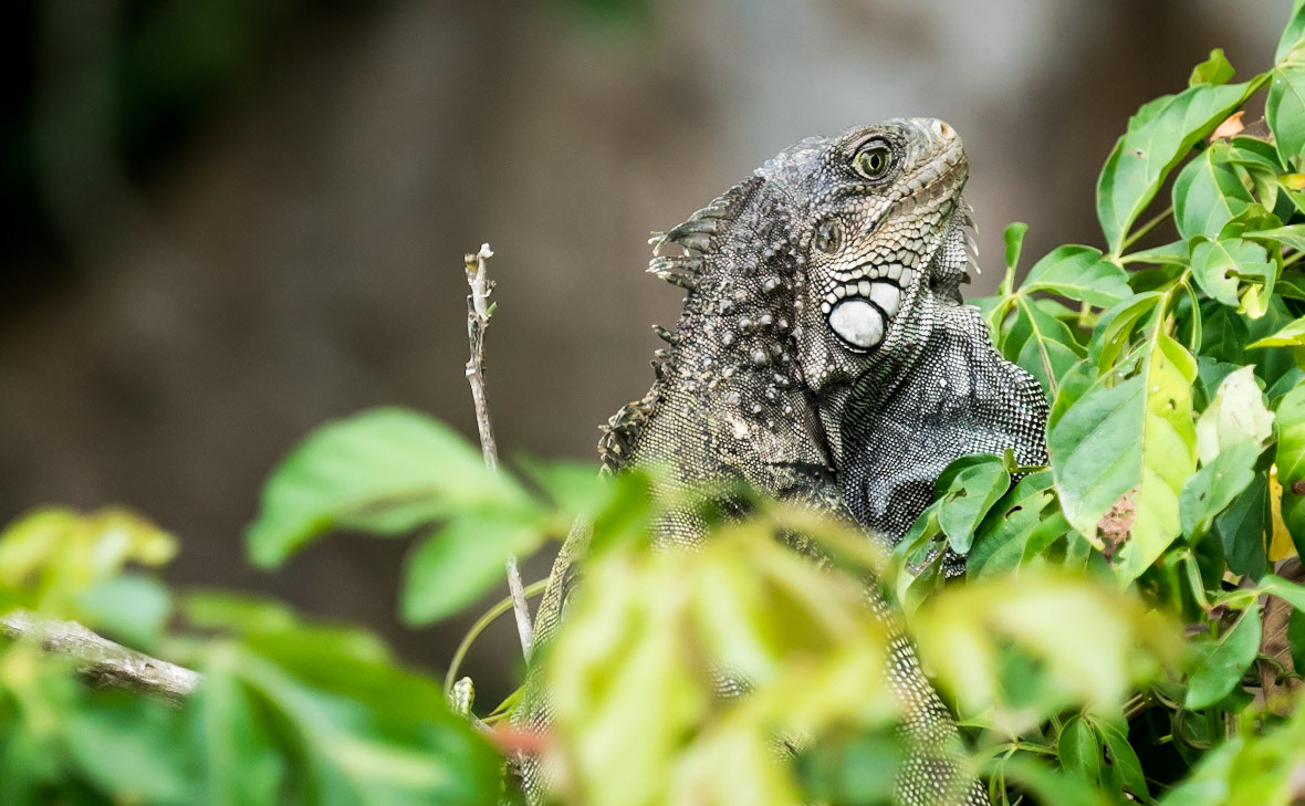 Lizard - Panama