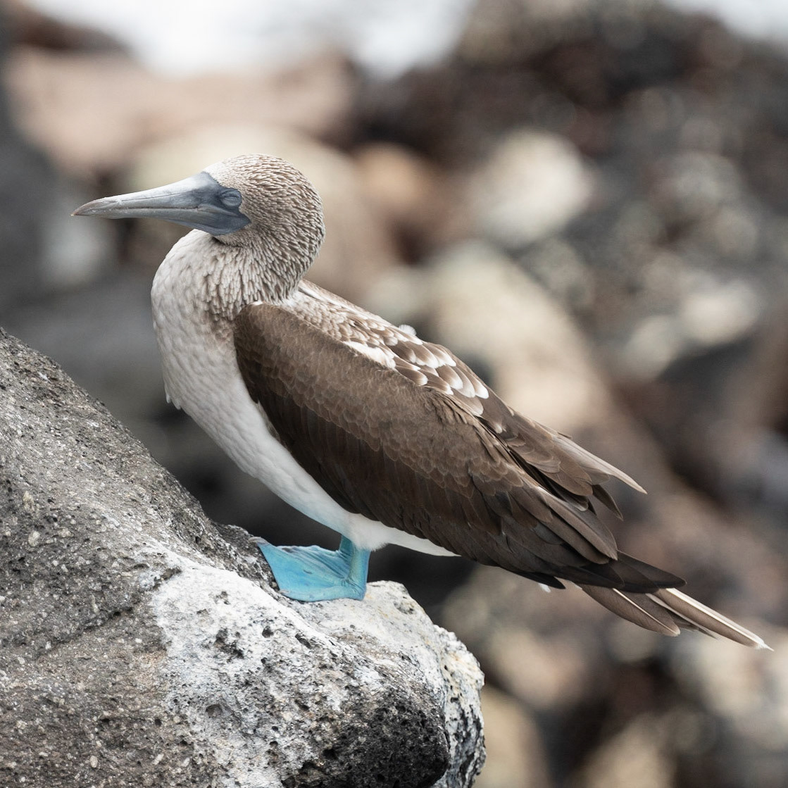 Blue Footed Booby