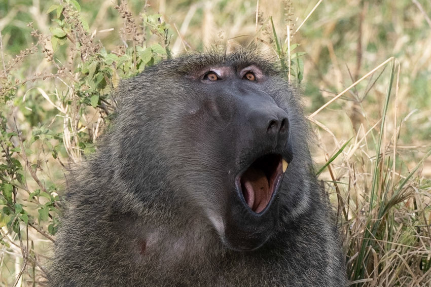 Baboon - East Africa