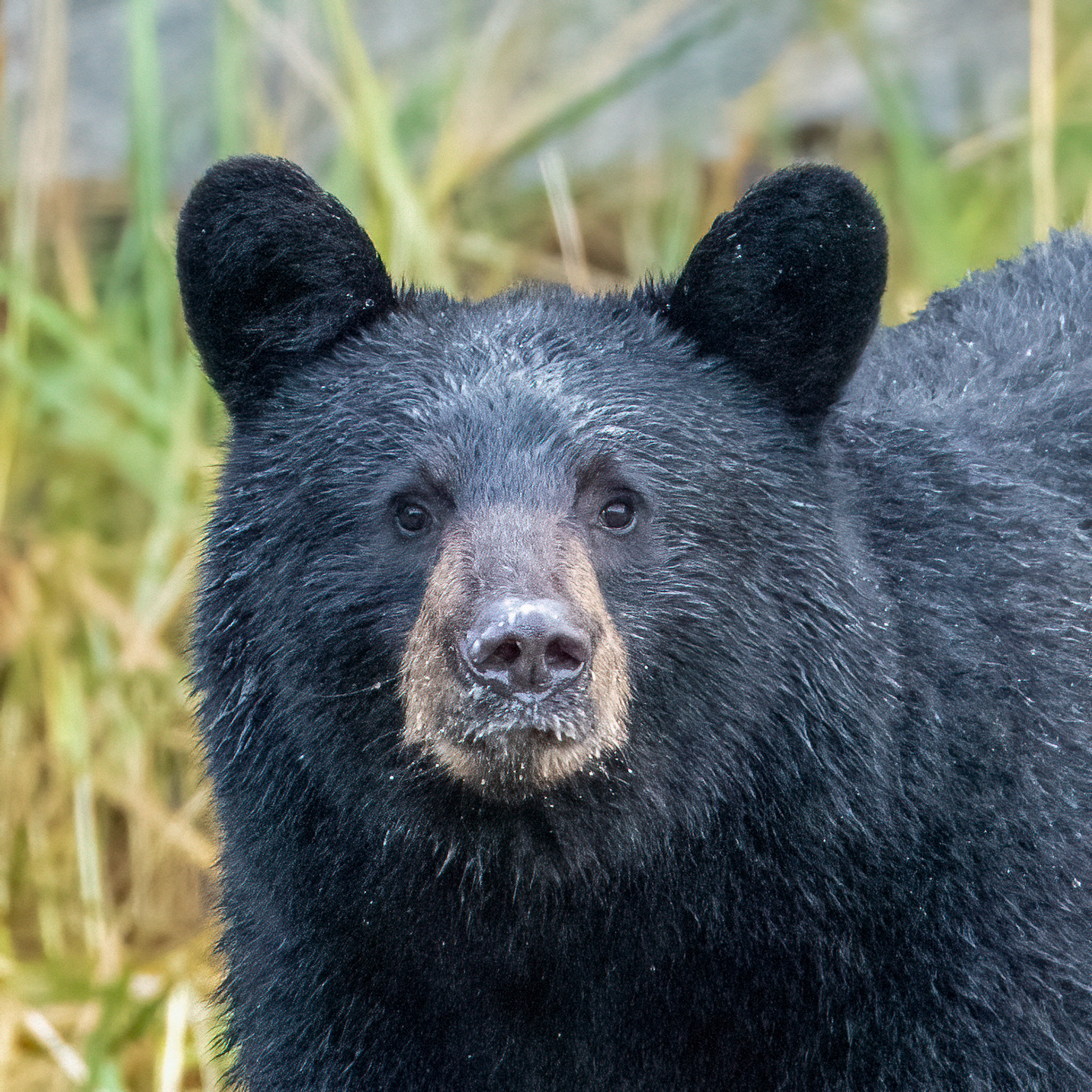 Black Bear - Alaska
