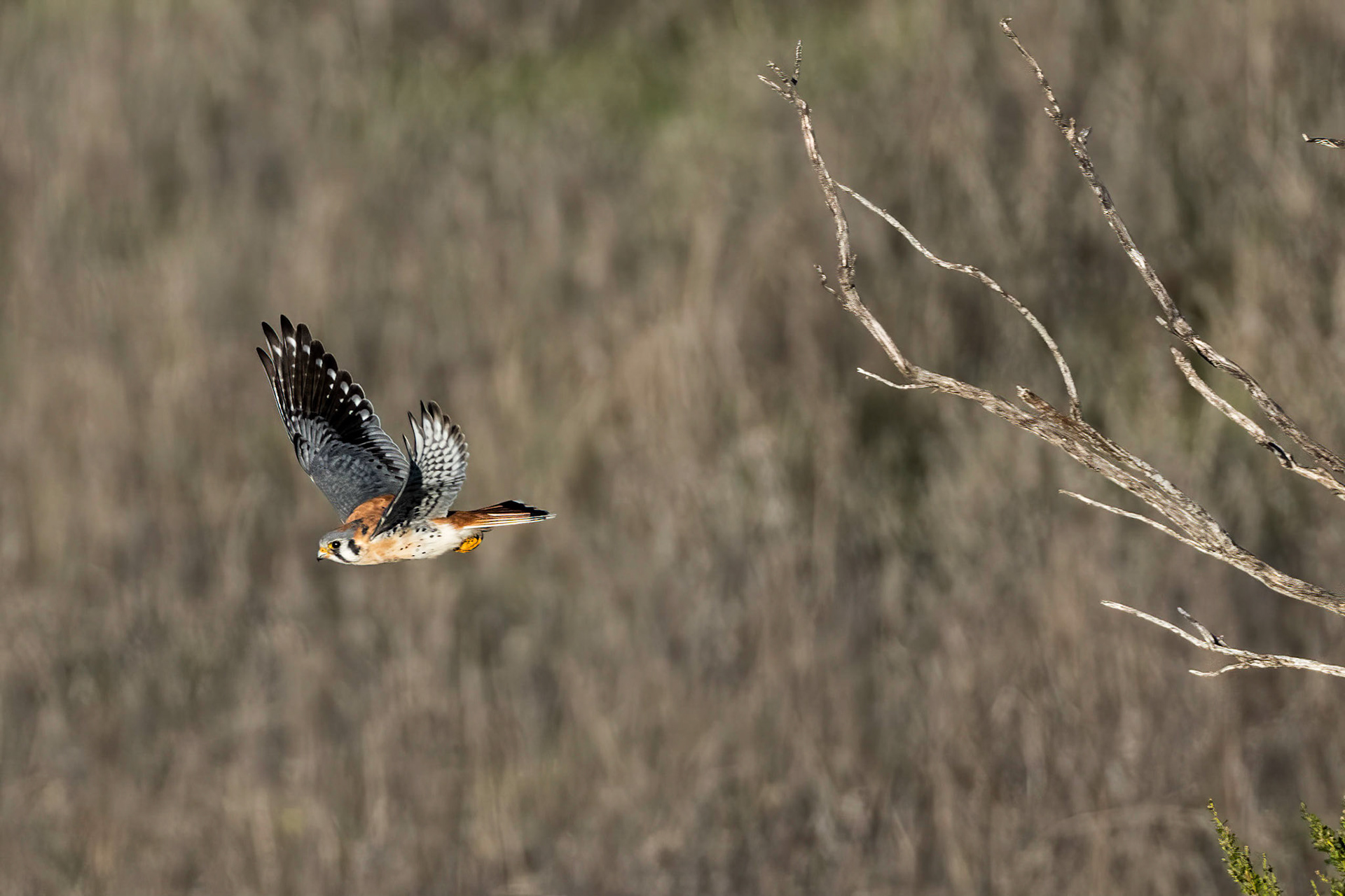 American Kestrel