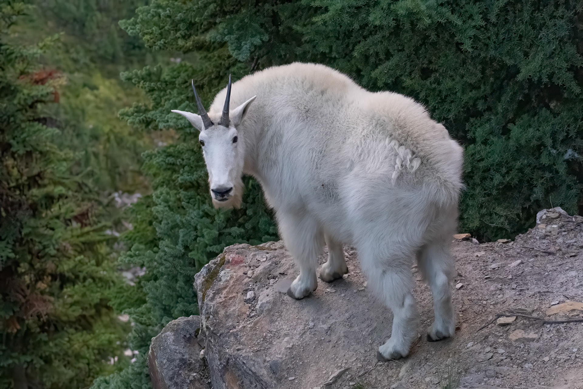 Mountain Goat - BC, Canada
