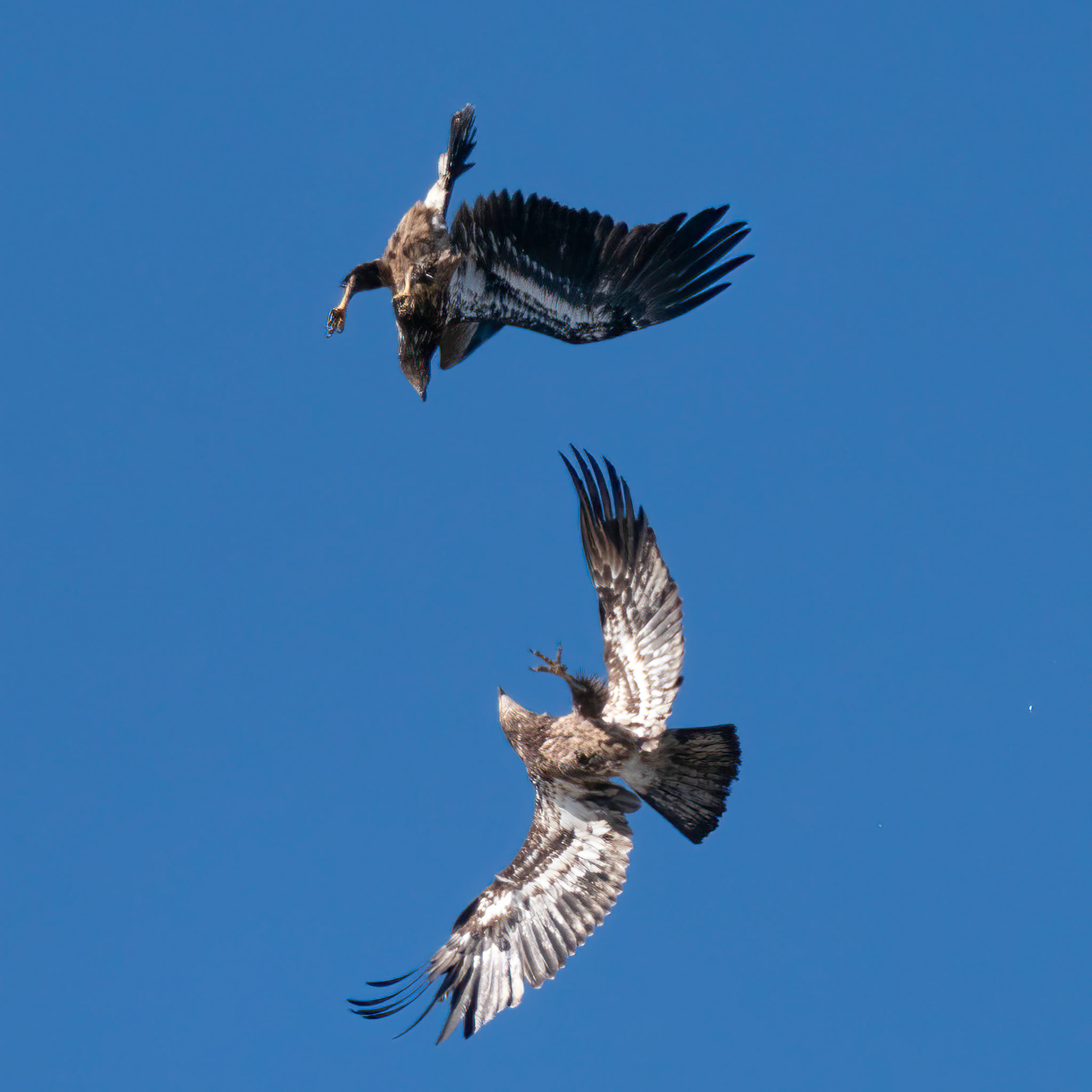 Bald Eagles