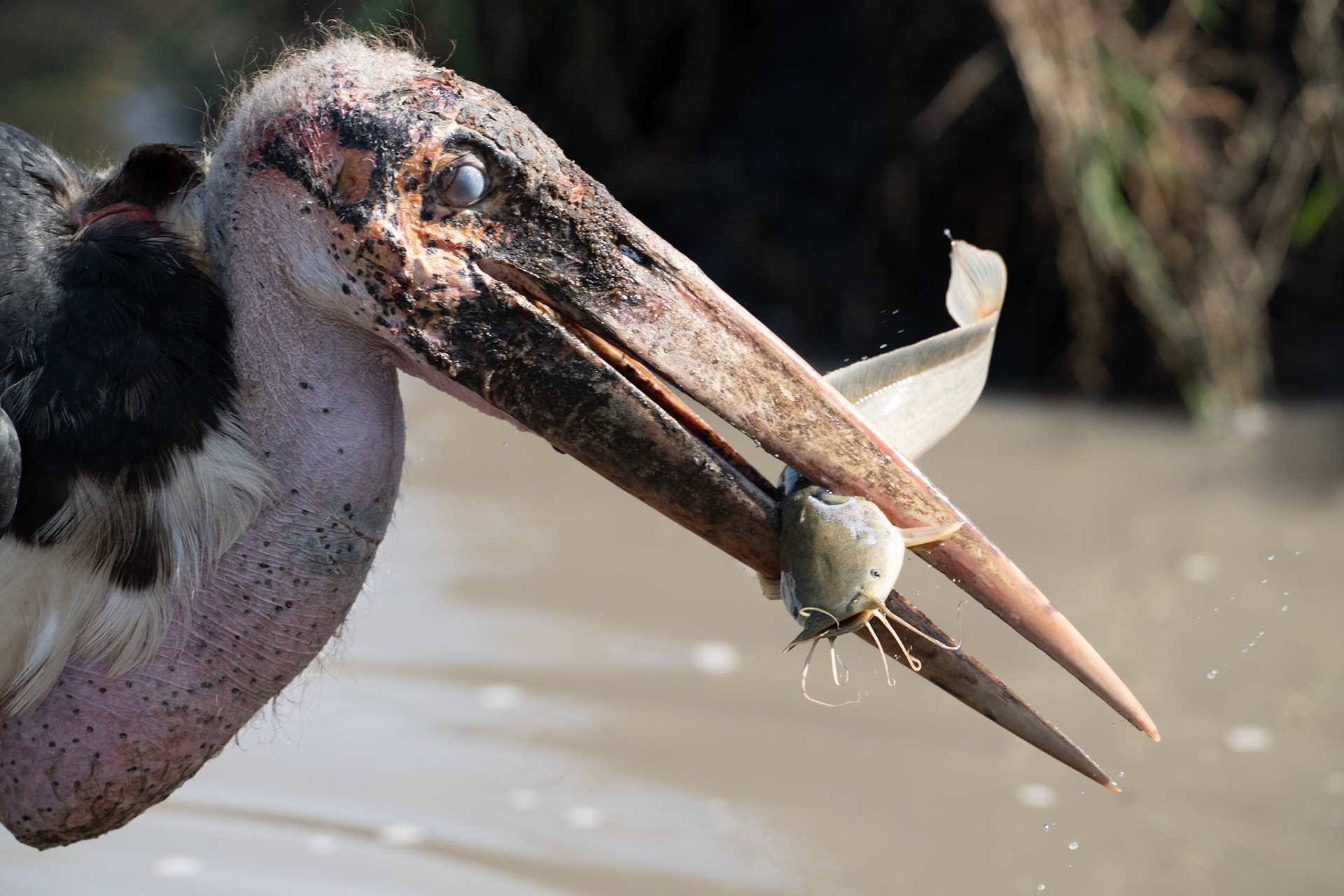 Marabou Stork and Catfish Eel - East Africa
