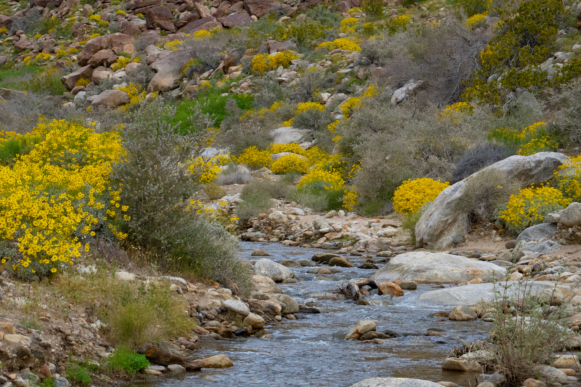 Borrego Springs, CA
