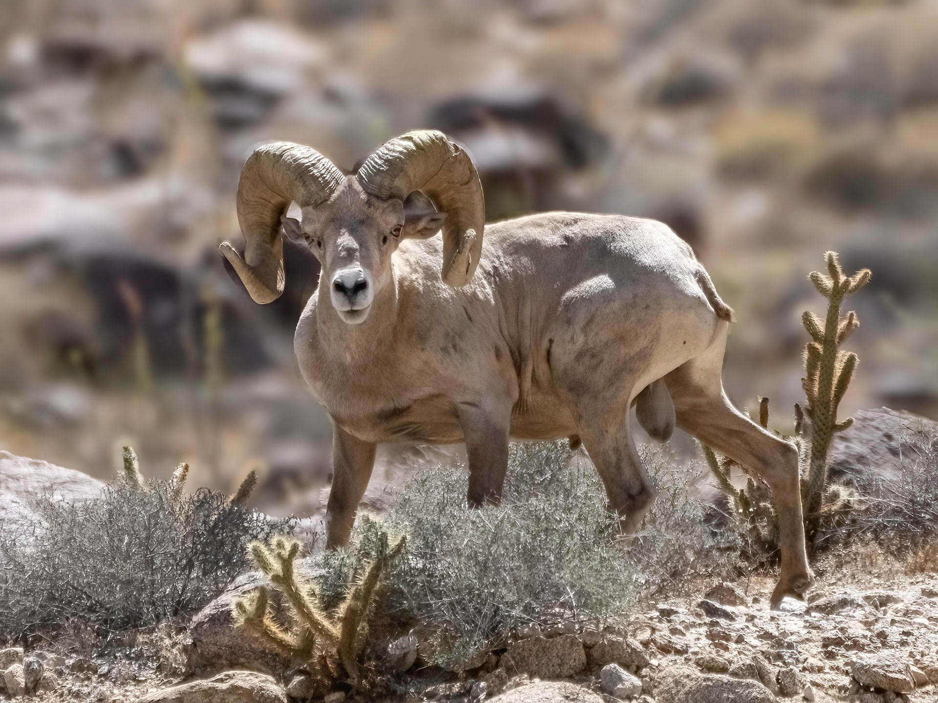 Desert Bighorn - Anza Borrego, CA
