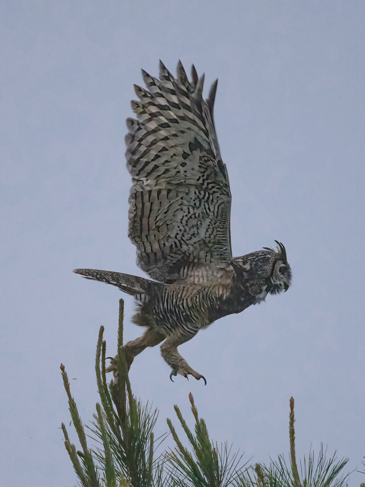 Great Horned Owl