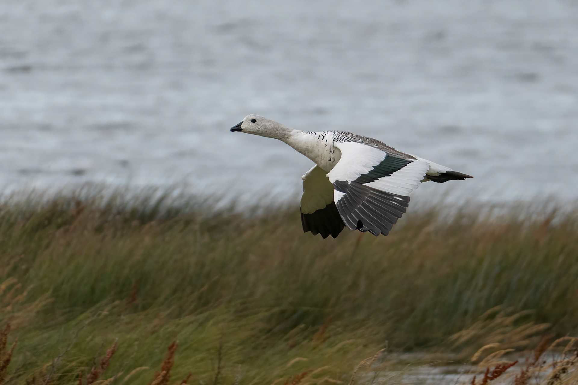 Upland Goose