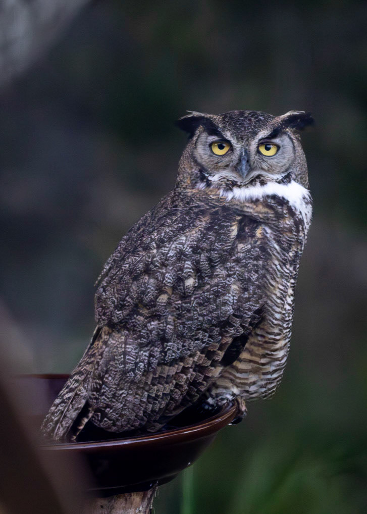 Great Horned Owl