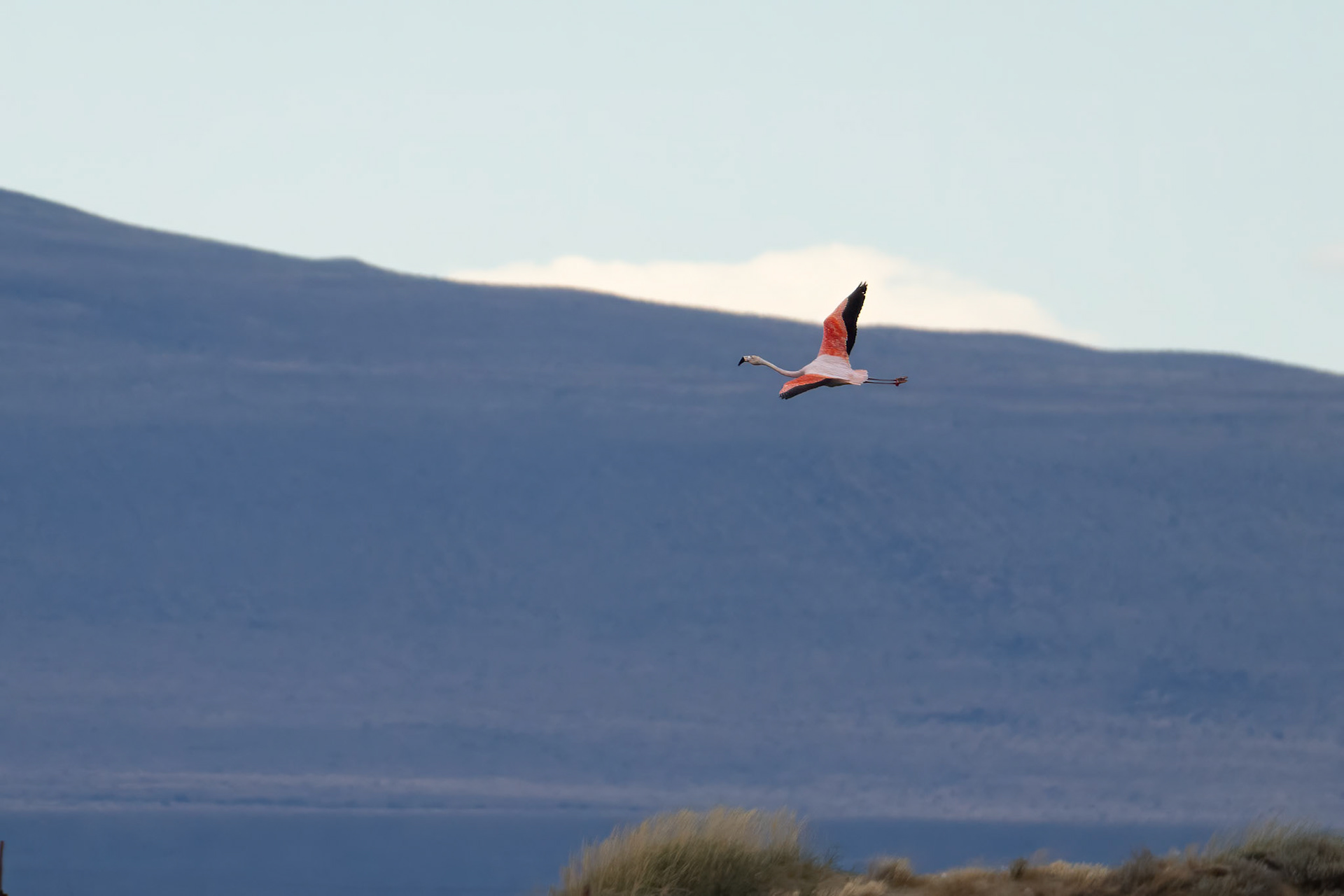 Chilean Flamingo