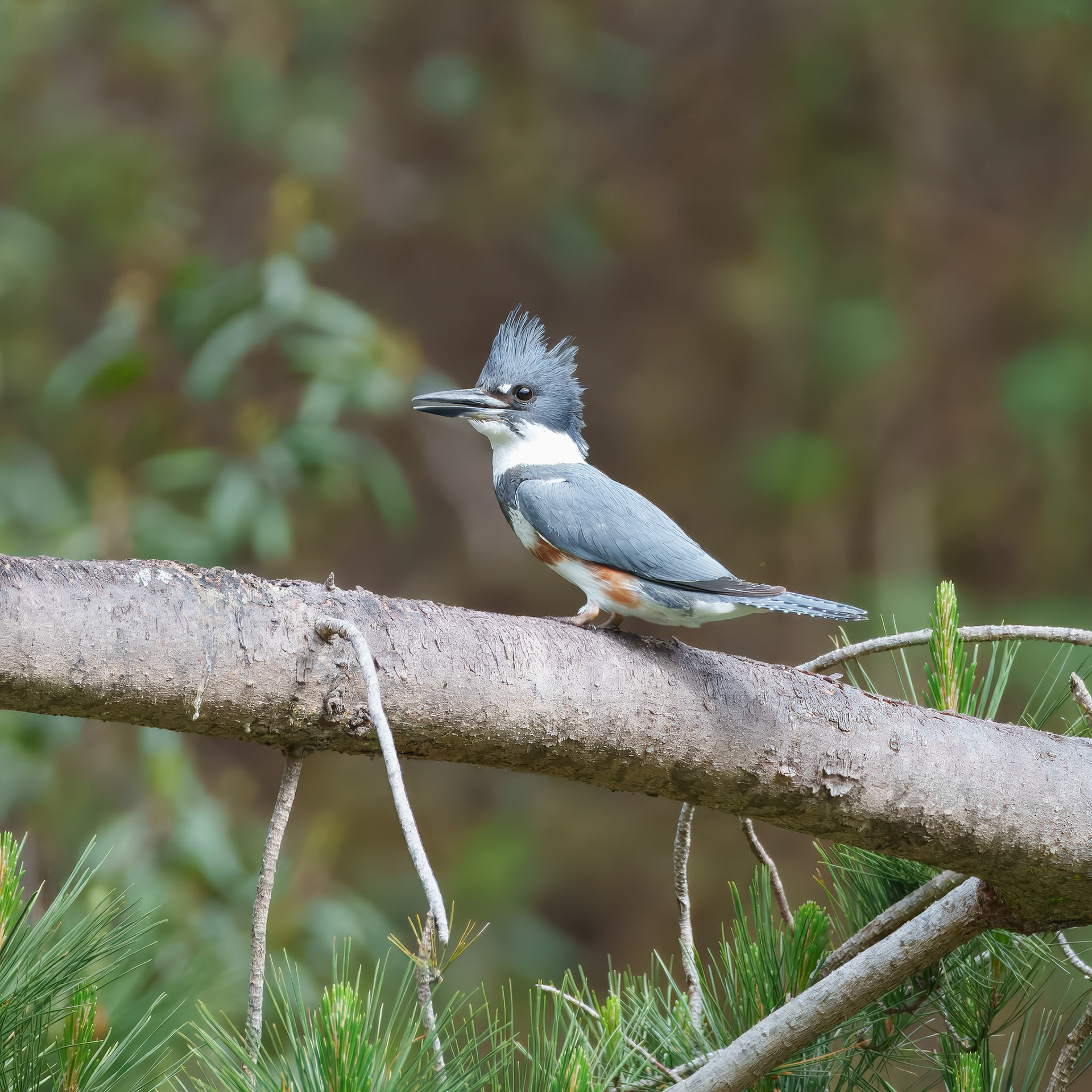 Belted Kingfisher