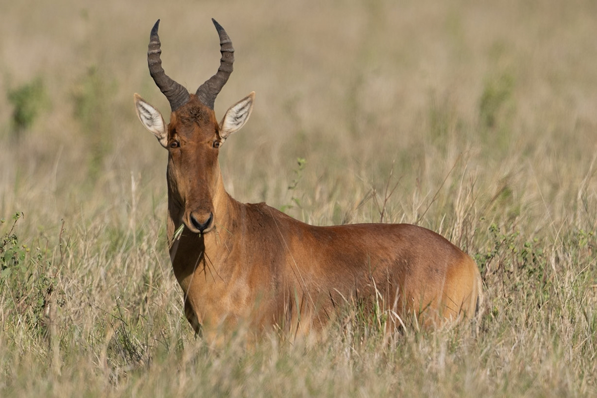 Hartebeest - East Africa