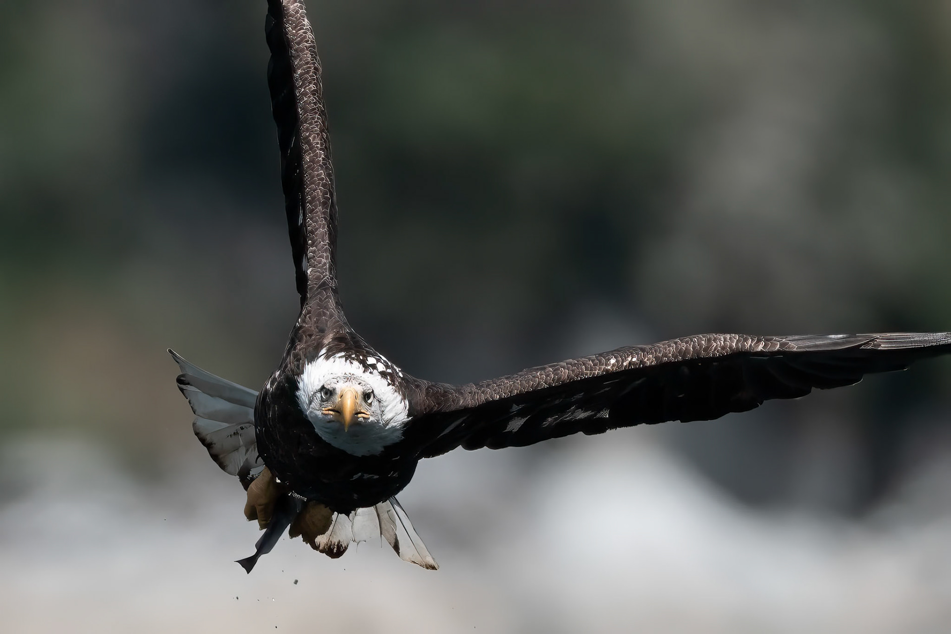 Bald Eagle, BC, Canada