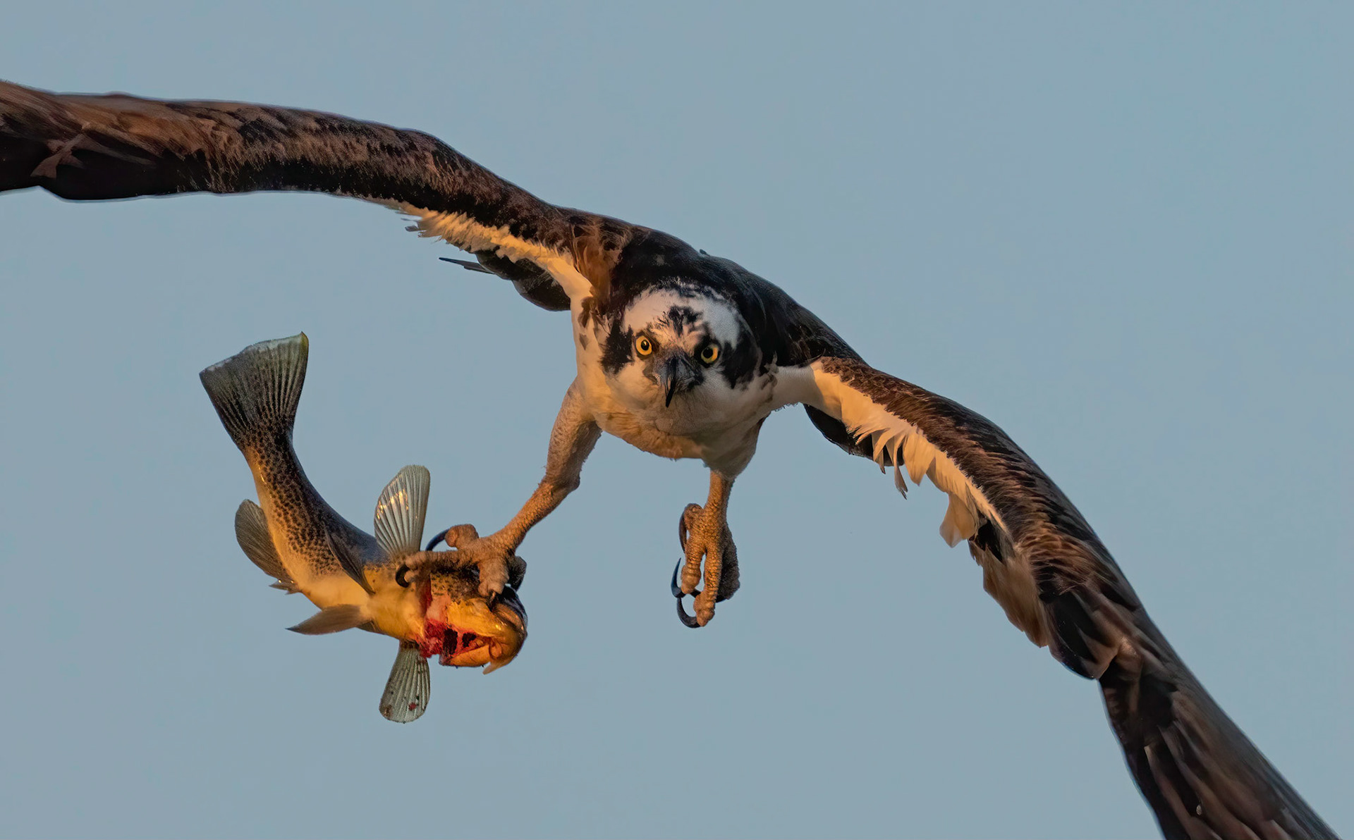 Osprey