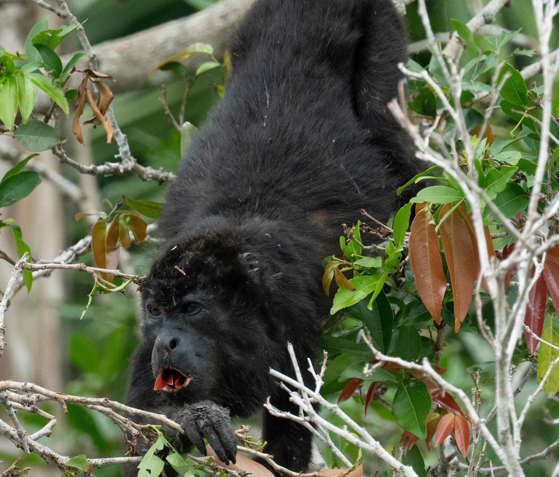 Howler Monkey - Panama