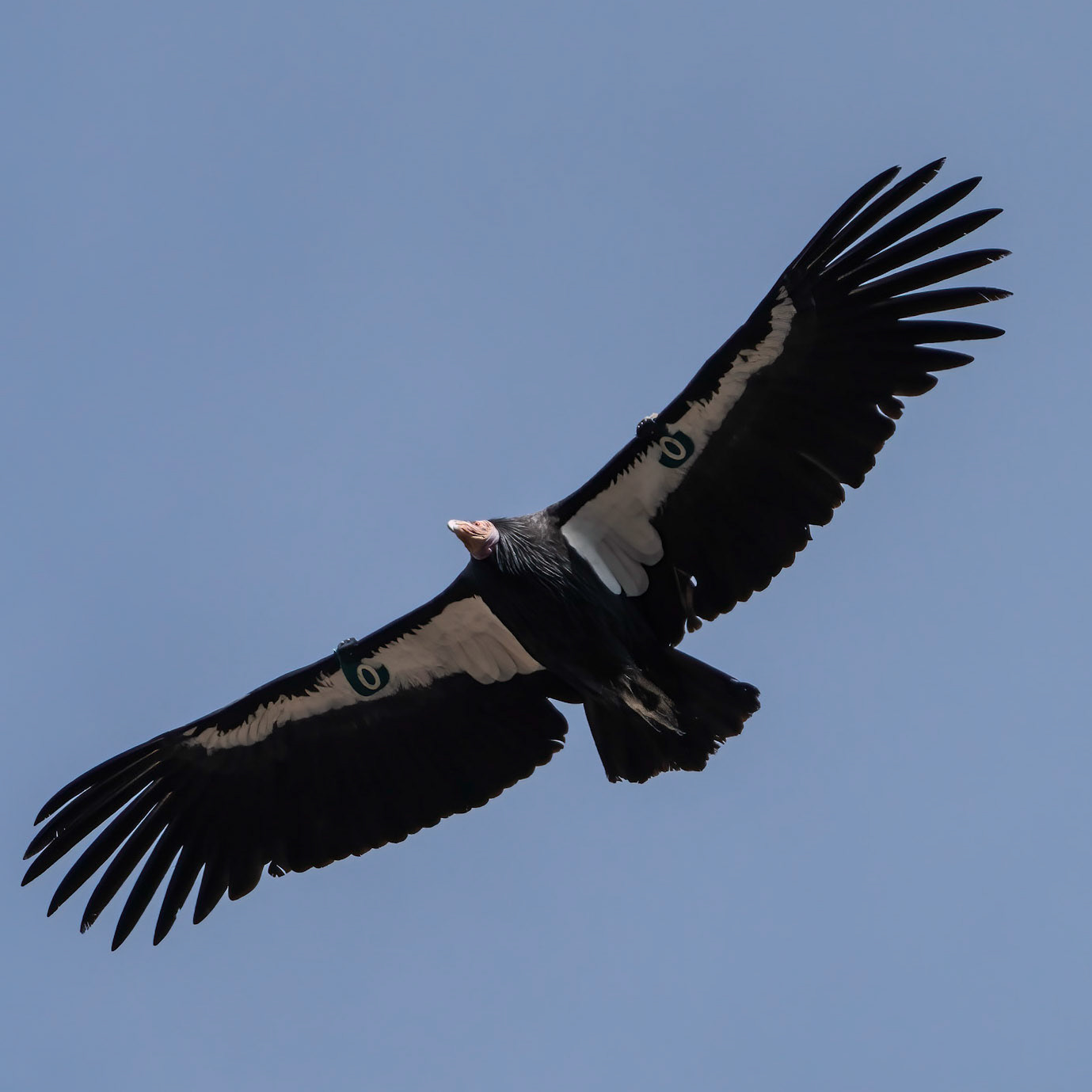 California Condor